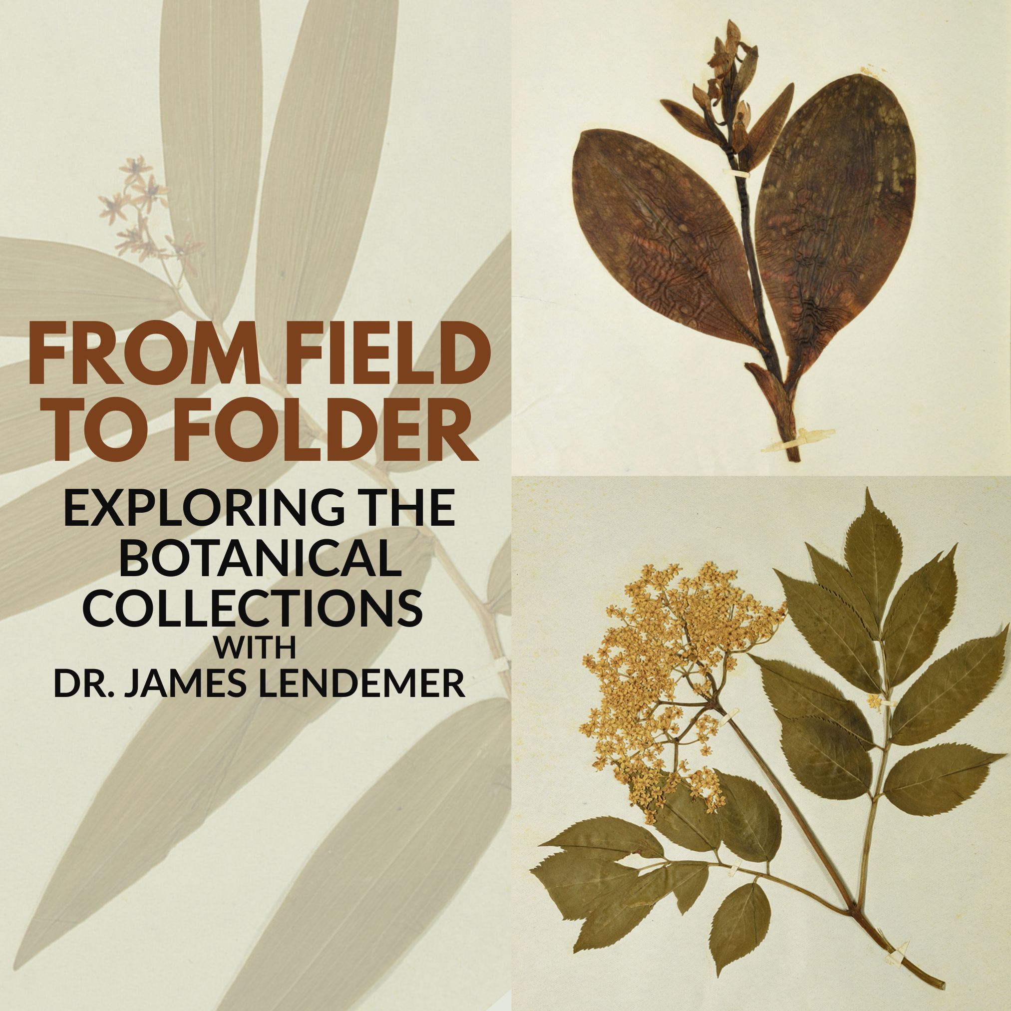 Title text over images of pressed plants