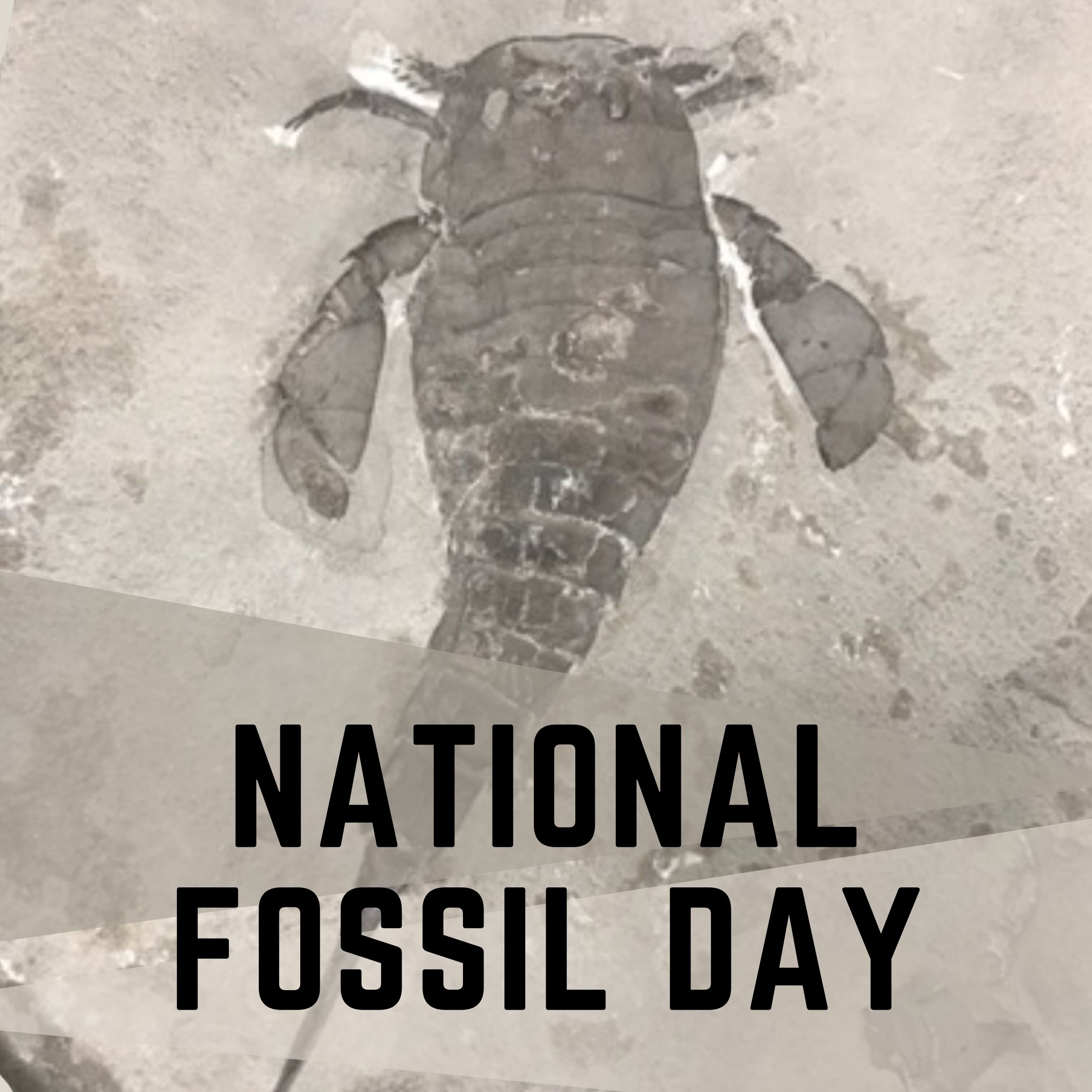 National Fossil Day text over an image of an Eurypterid fossil