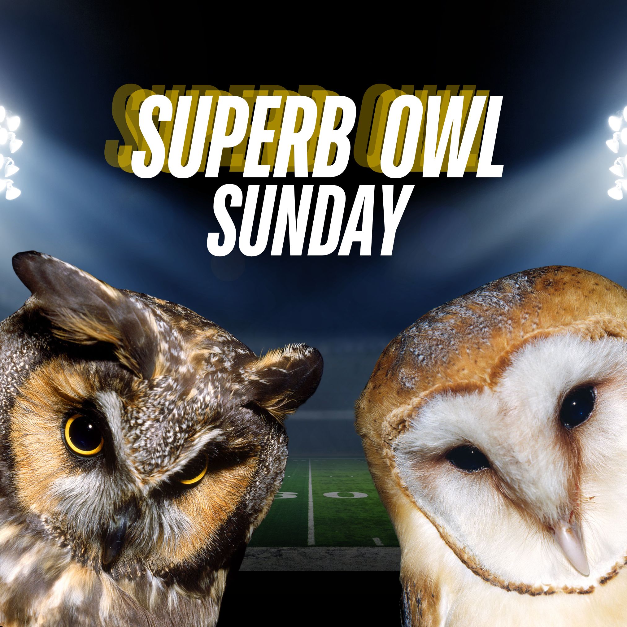 title text over photo of a great horned owl and a barn owl with a football field in the background