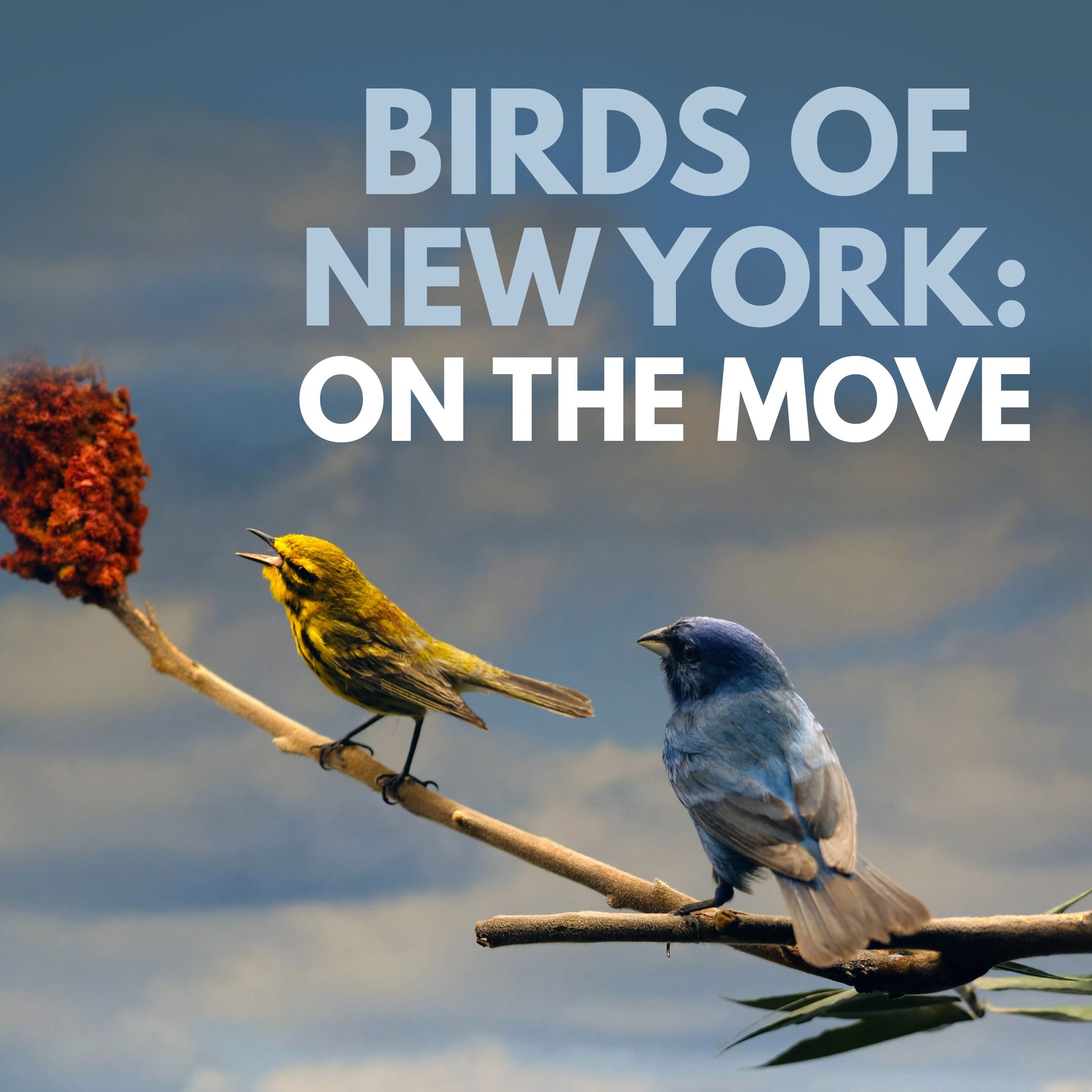 a yellow and blue bird sit on a branch with a red flower at the top, clouds and blue sky in the background