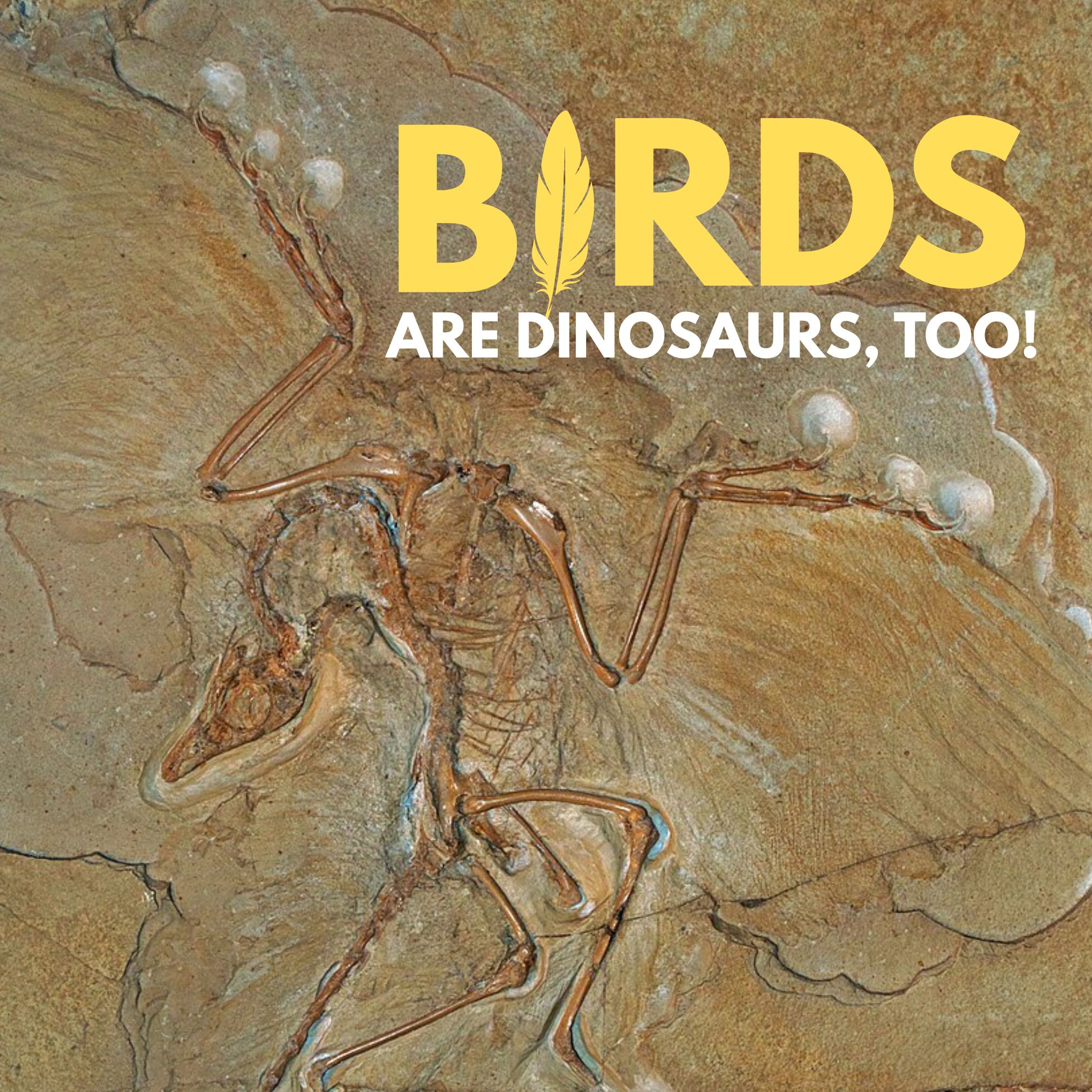 Birds (with a feather replacing the letter "i") are Dinosaurs, too! title text over a photograph of a fossil Archaeopteryx