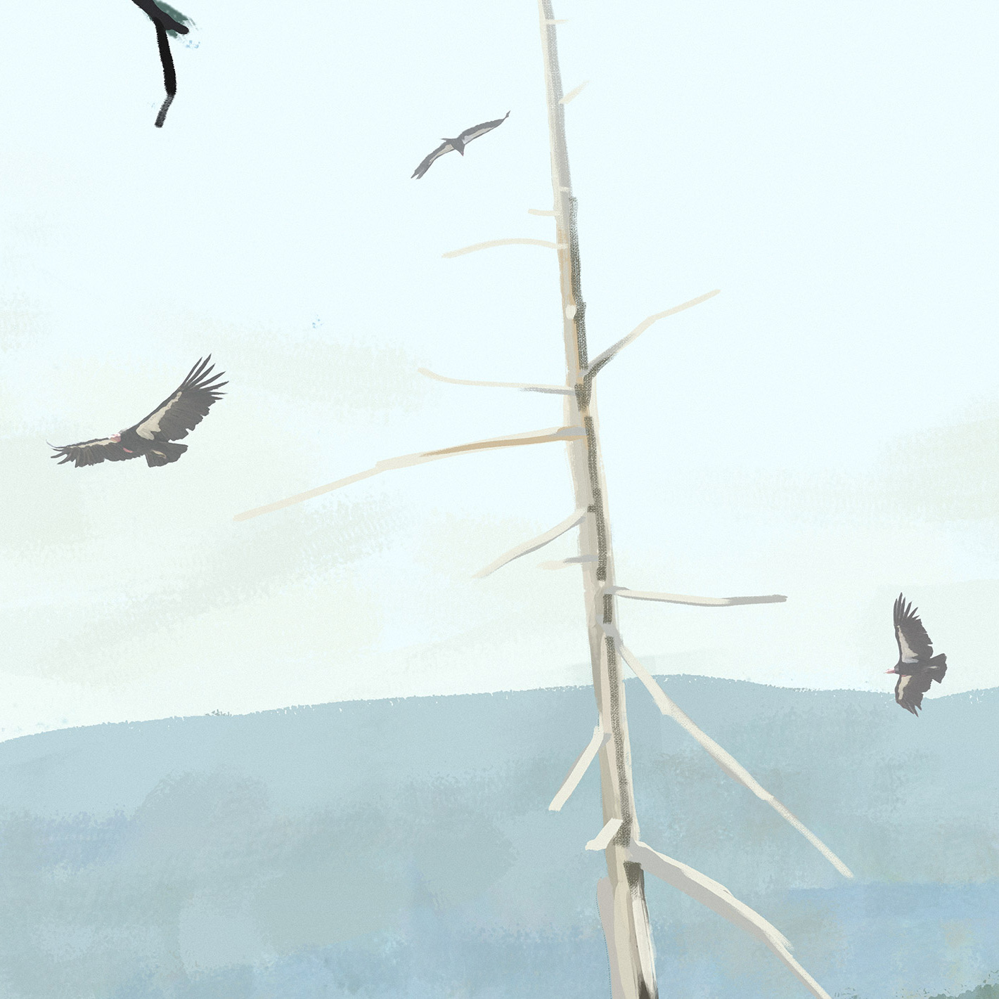 California Condor