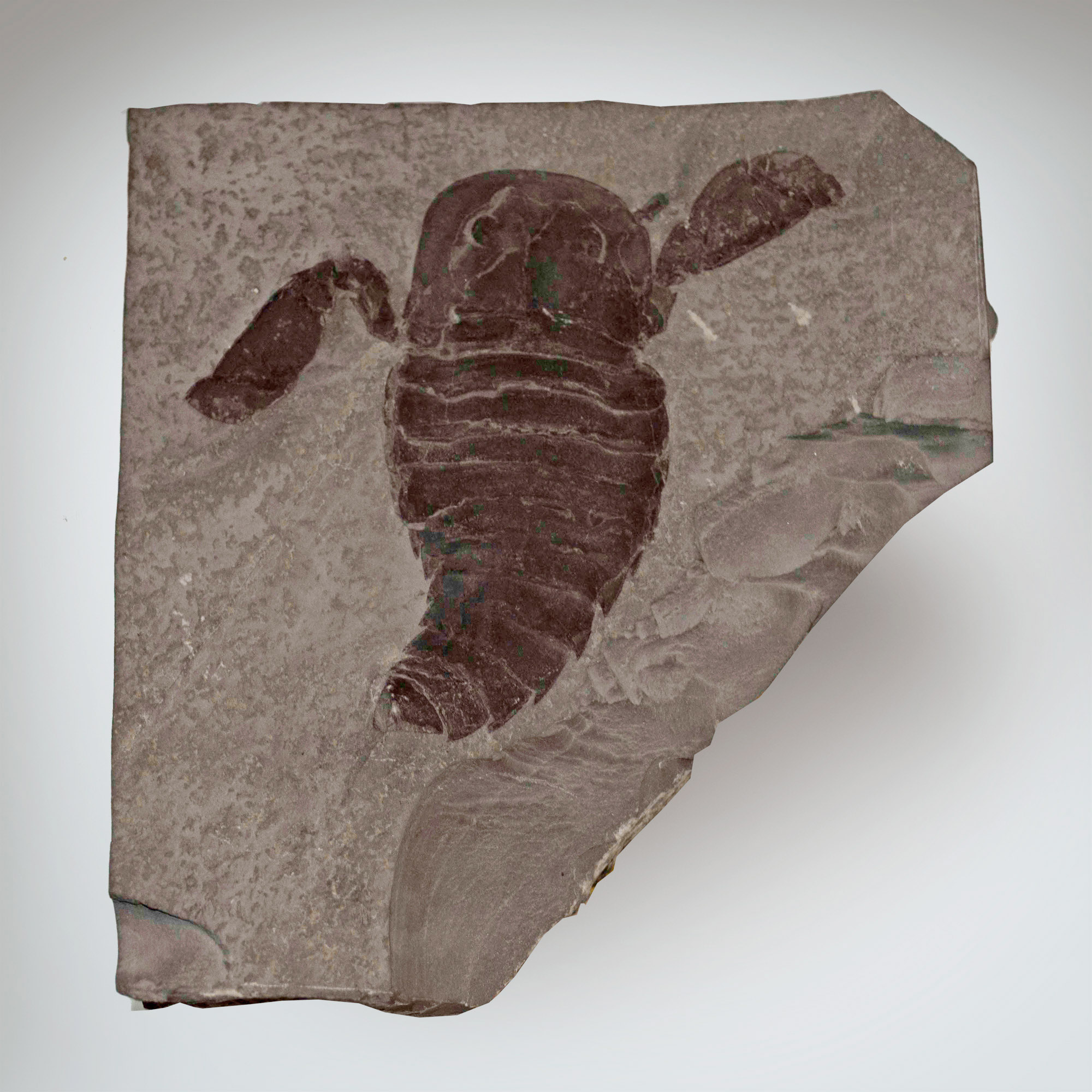 Eurypterid