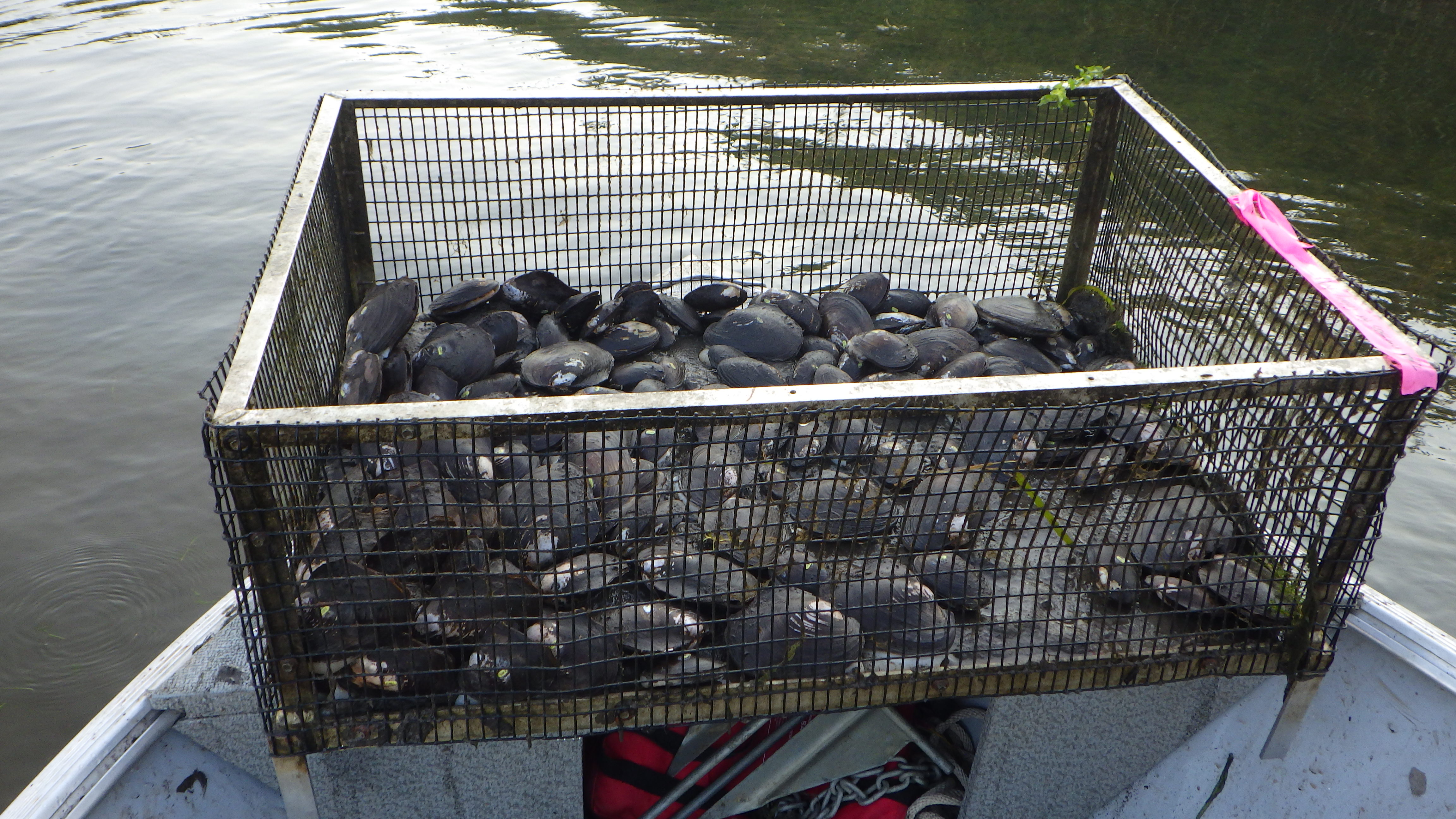Mussels in cages