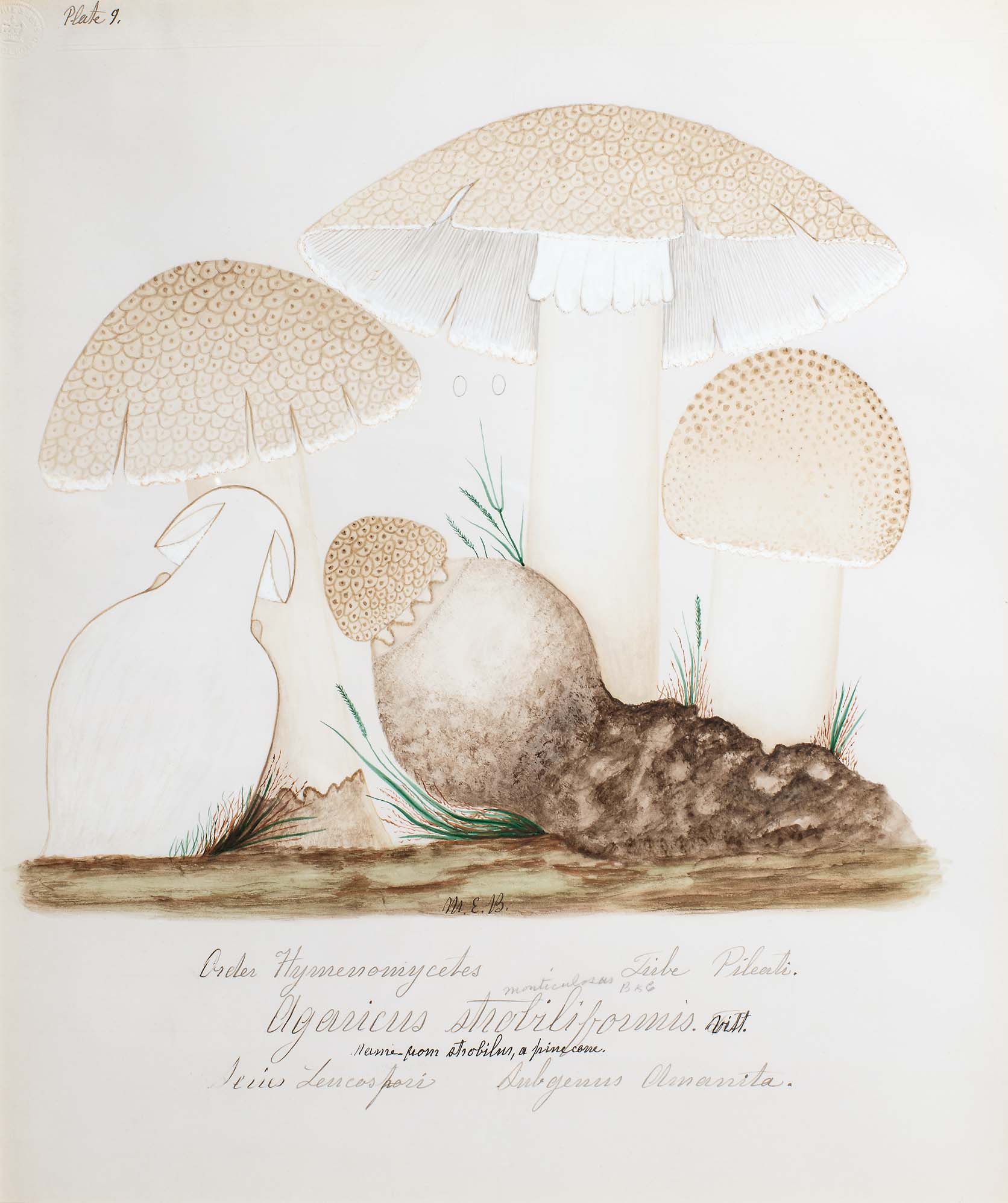 Water color illustration of 5 white mushrooms with tan/beige caps at various stages of growth. 