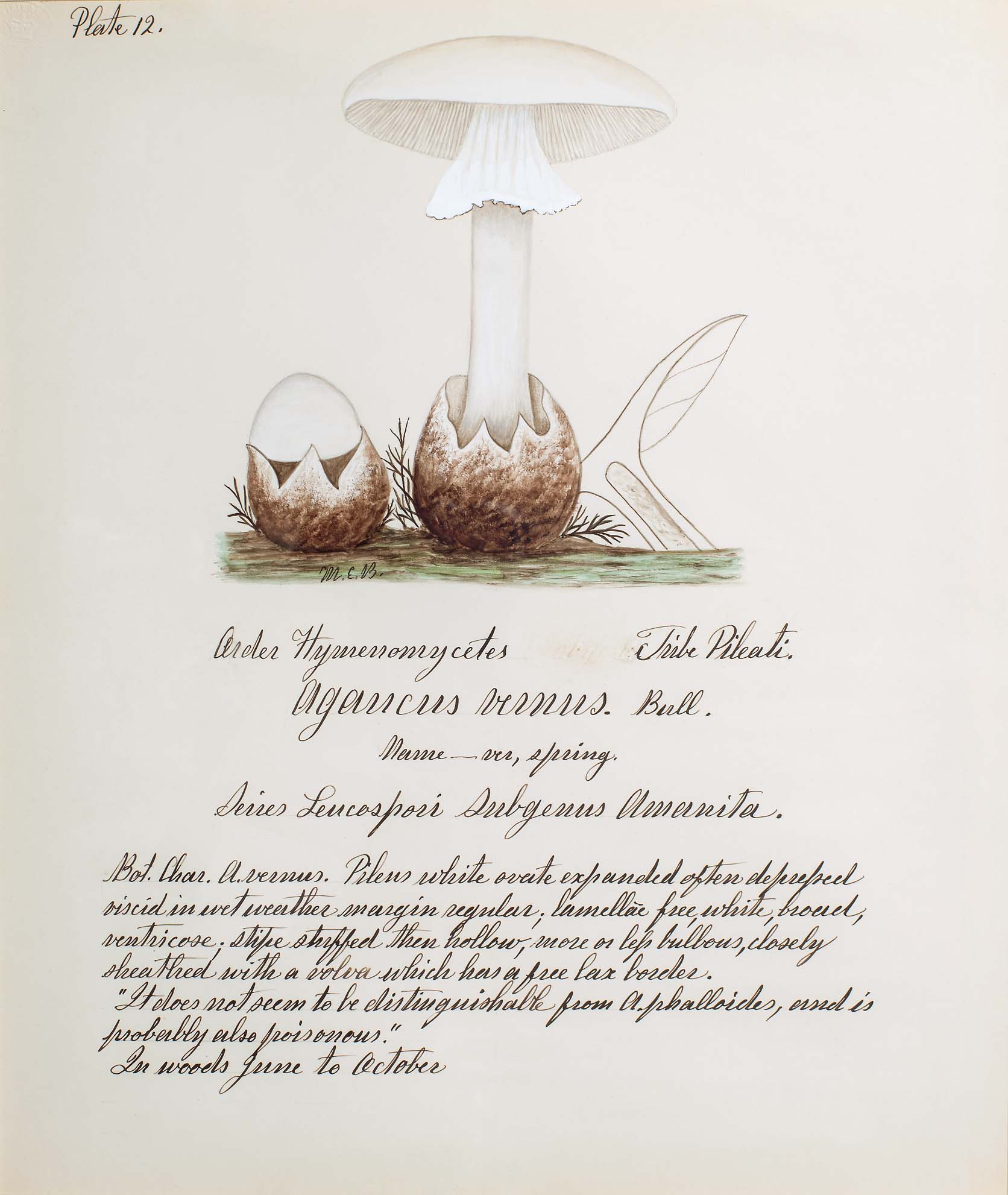 Water color illustration of 2 white mushrooms bursting forth from a brown bulbous root base in various stages of growth. 