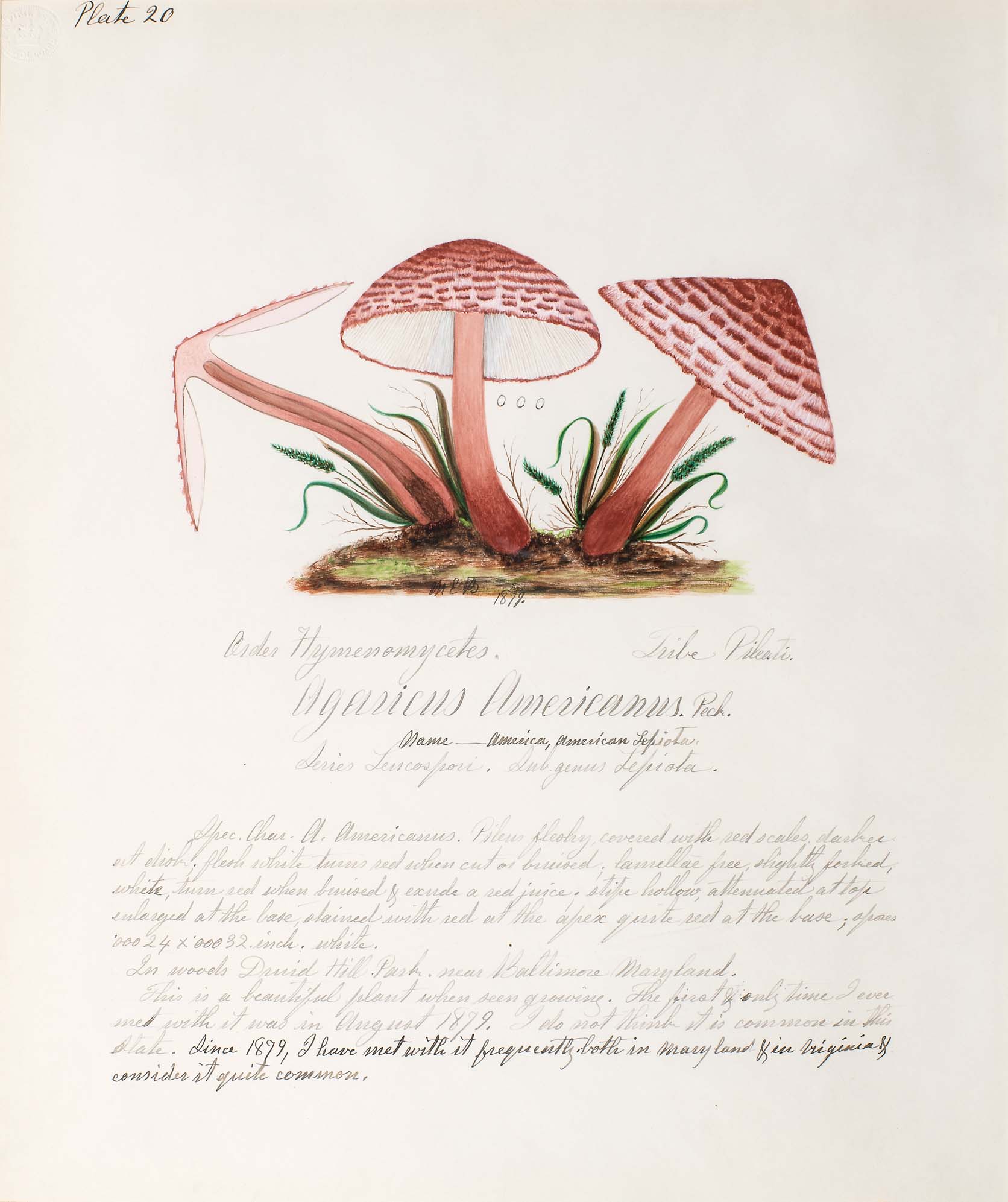 Water color illustration of three tall brownish-red mushrooms with triangular-shaped caps. The caps are white underneath, with dark purple/brown striations across the tops