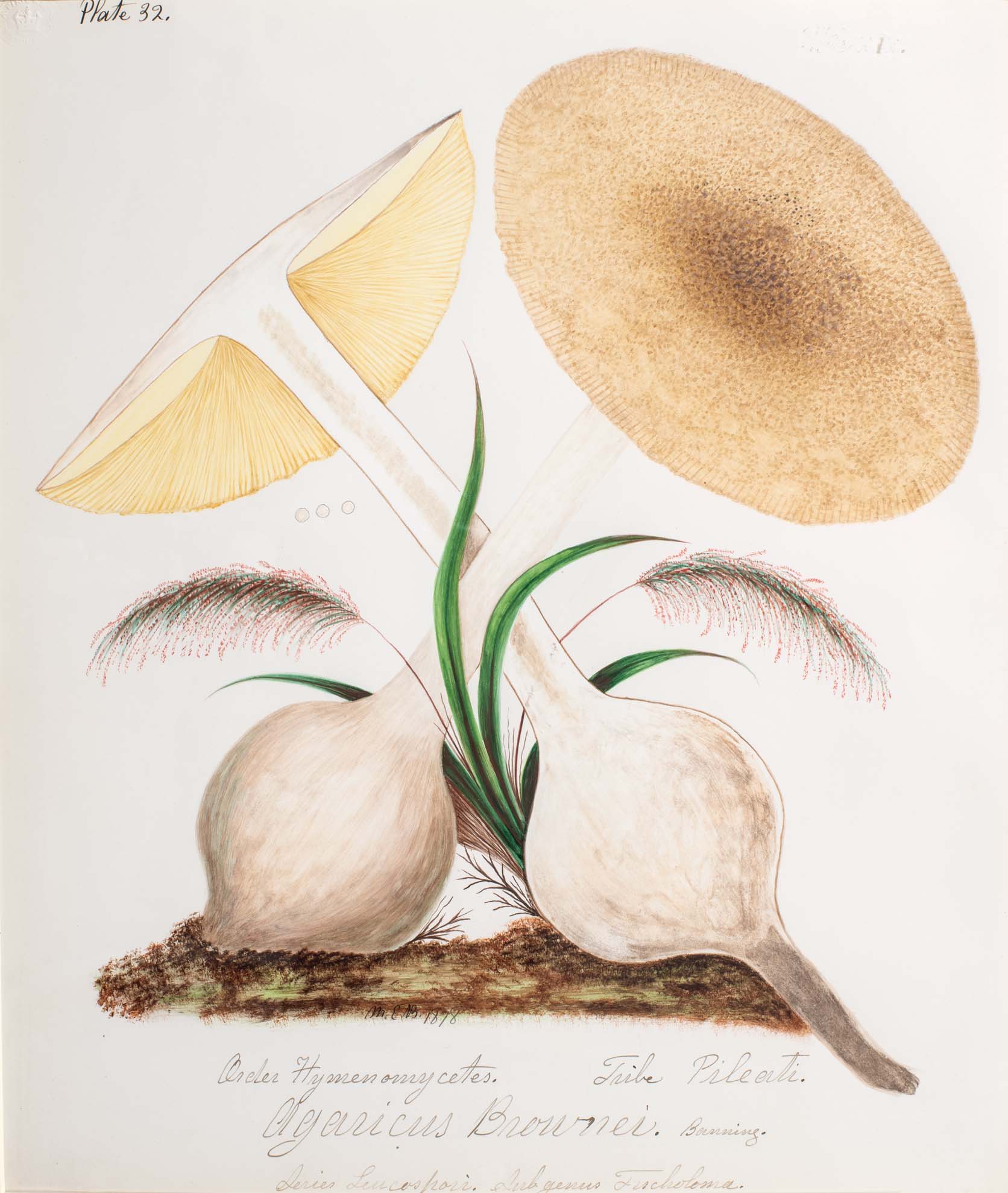 Water color illustration of two white mushrooms with a bulbous root base, tan/yellowish striped underbelly, and dusty brown/spotted round and flat cap