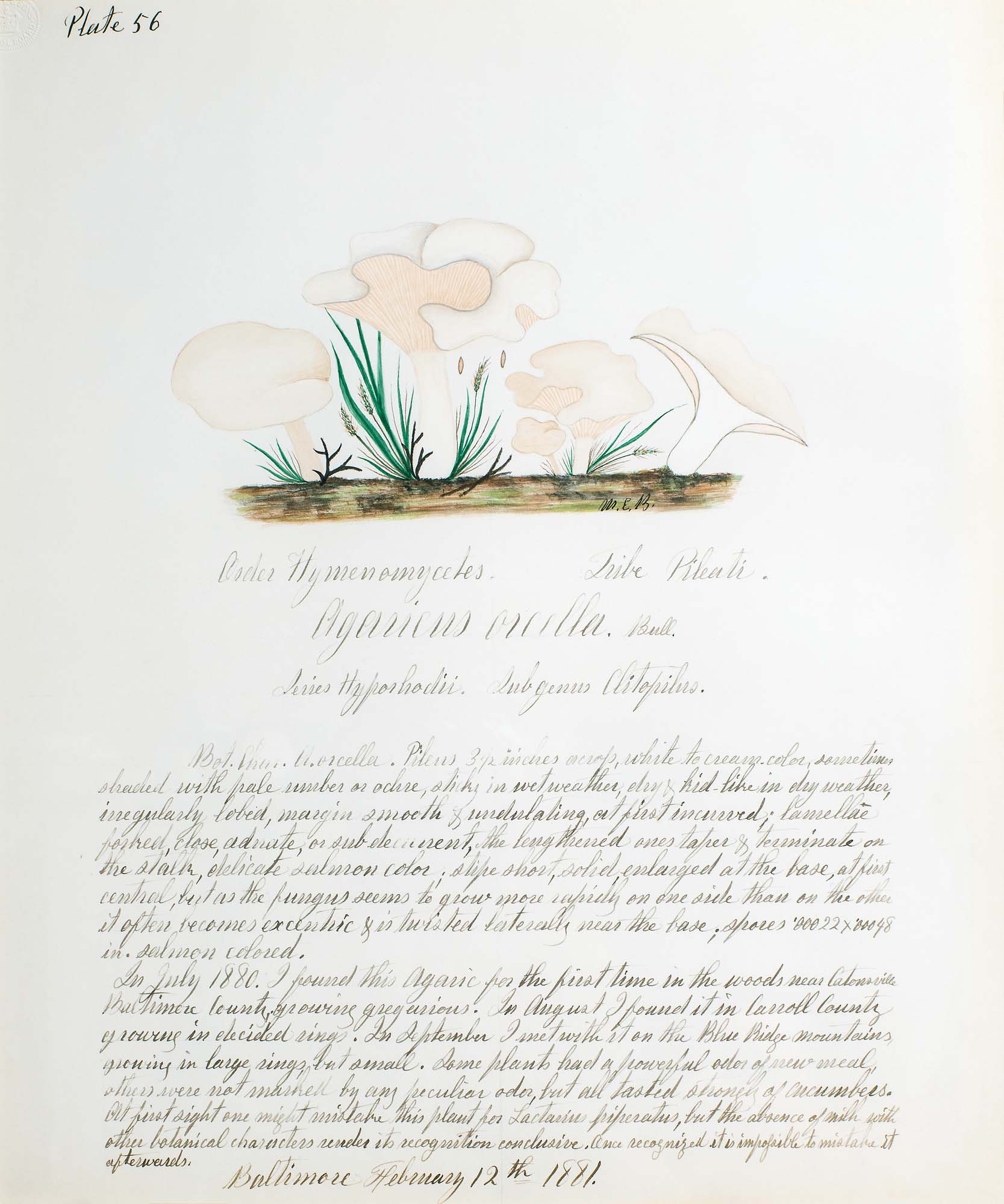 Water color illustration of five white mushrooms with assymmetrical caps in various stages of growth. Two of the larger mushrooms have light-cream-colored stripes on the underside with floral-shaped caps