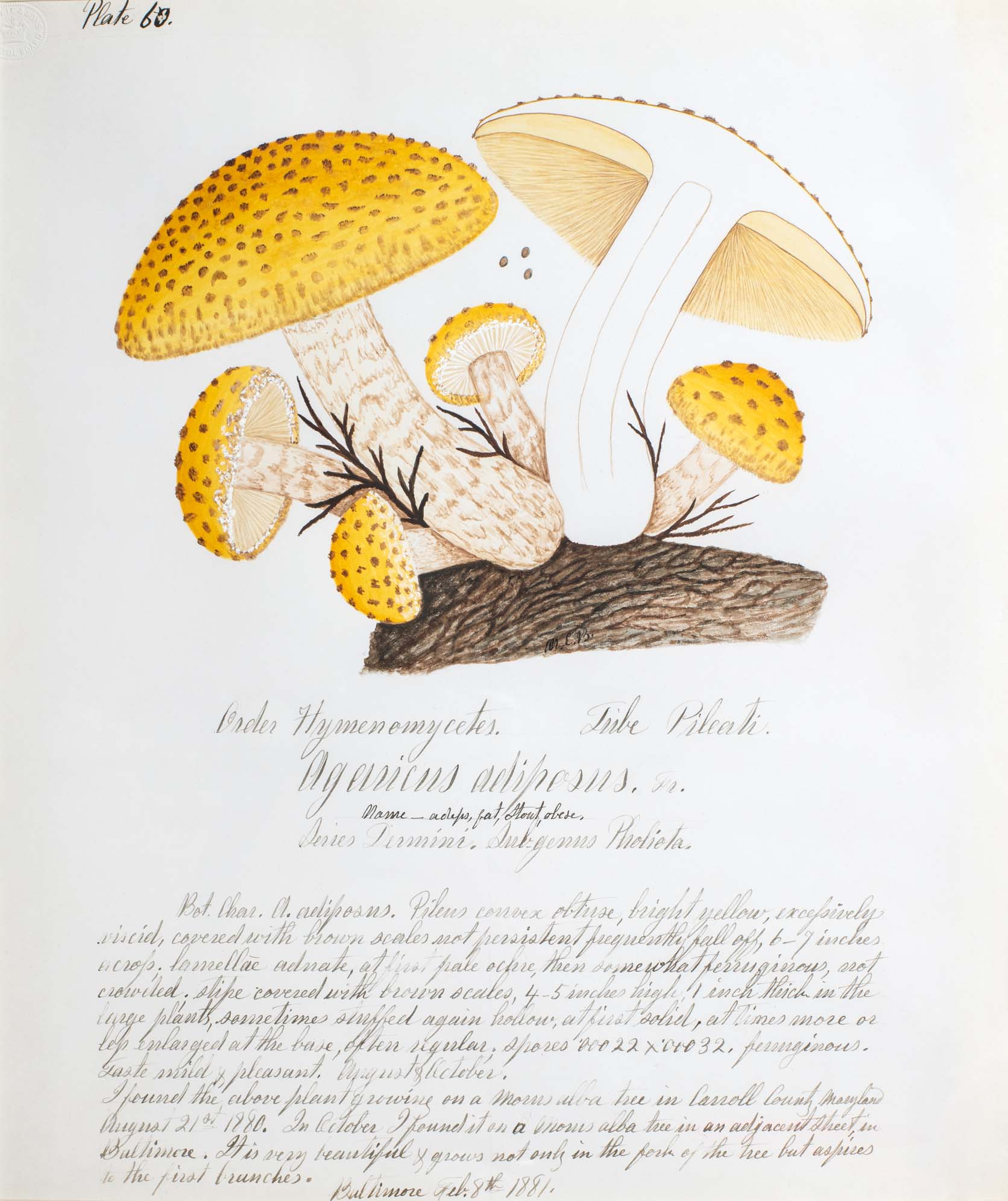 Water color illustration of a cluster of 6 yellow/bown mushroom in various stages of growth. They have wide and tall beige stems with brown horizontal striping. The broad caps are deep yellow with brown spots. A bisected mushroom shows a white interior.