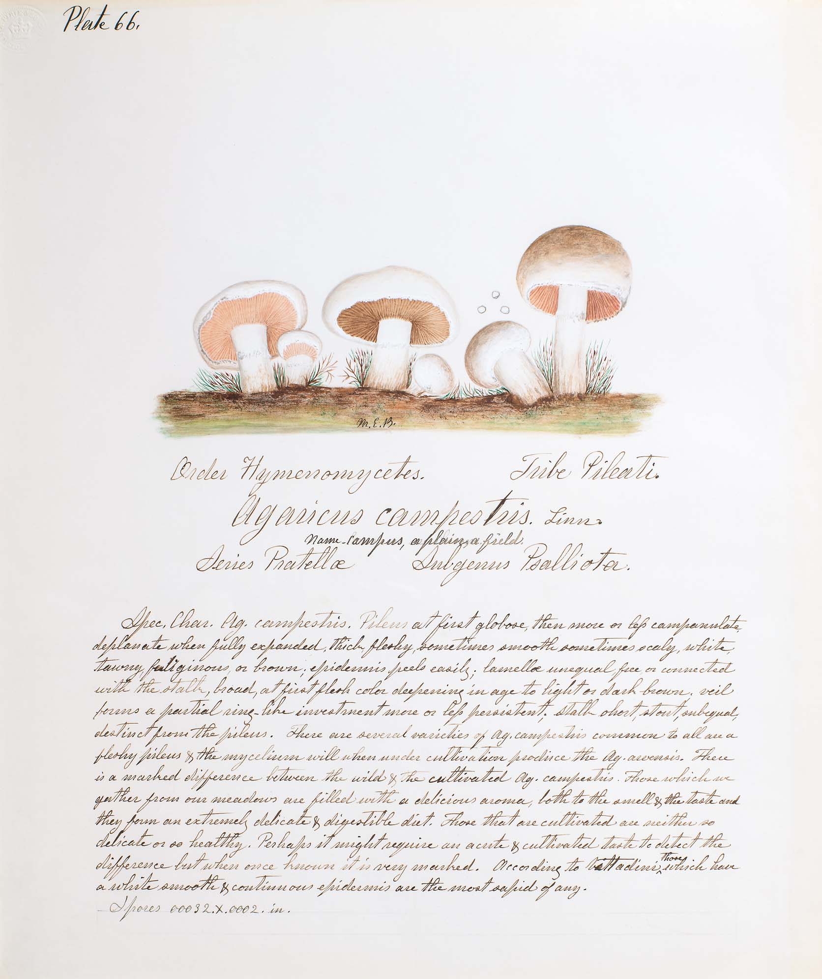 Water color illustration of 6 small white mushrooms with peach-tan striped underbellies and soft brown rounded caps 