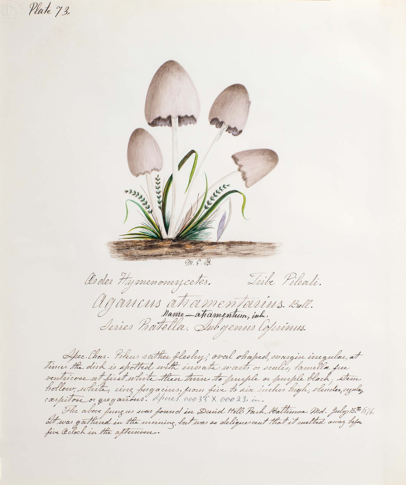 Water color illustrations of a cluster of small white mushrooms with thin stems and white bell-shaped caps that are dusty brown at the top. The underside of the caps is striped dark brown. Whispy green plants adorn the base of the mushrooms.