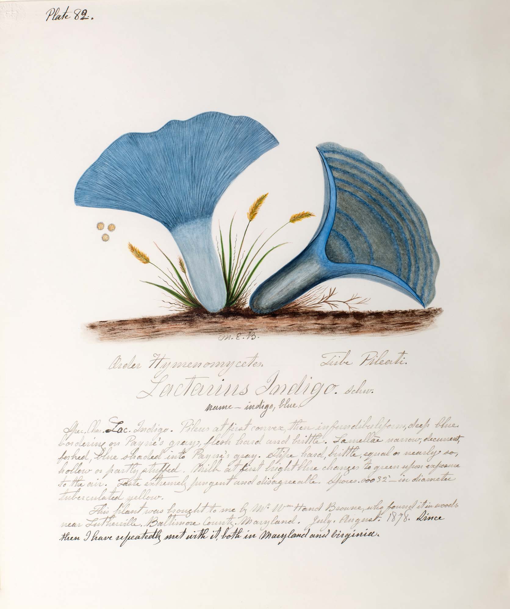 Water color illustration of two mushrooms with light blue stems and a deeper light blue floral-shaped cap 