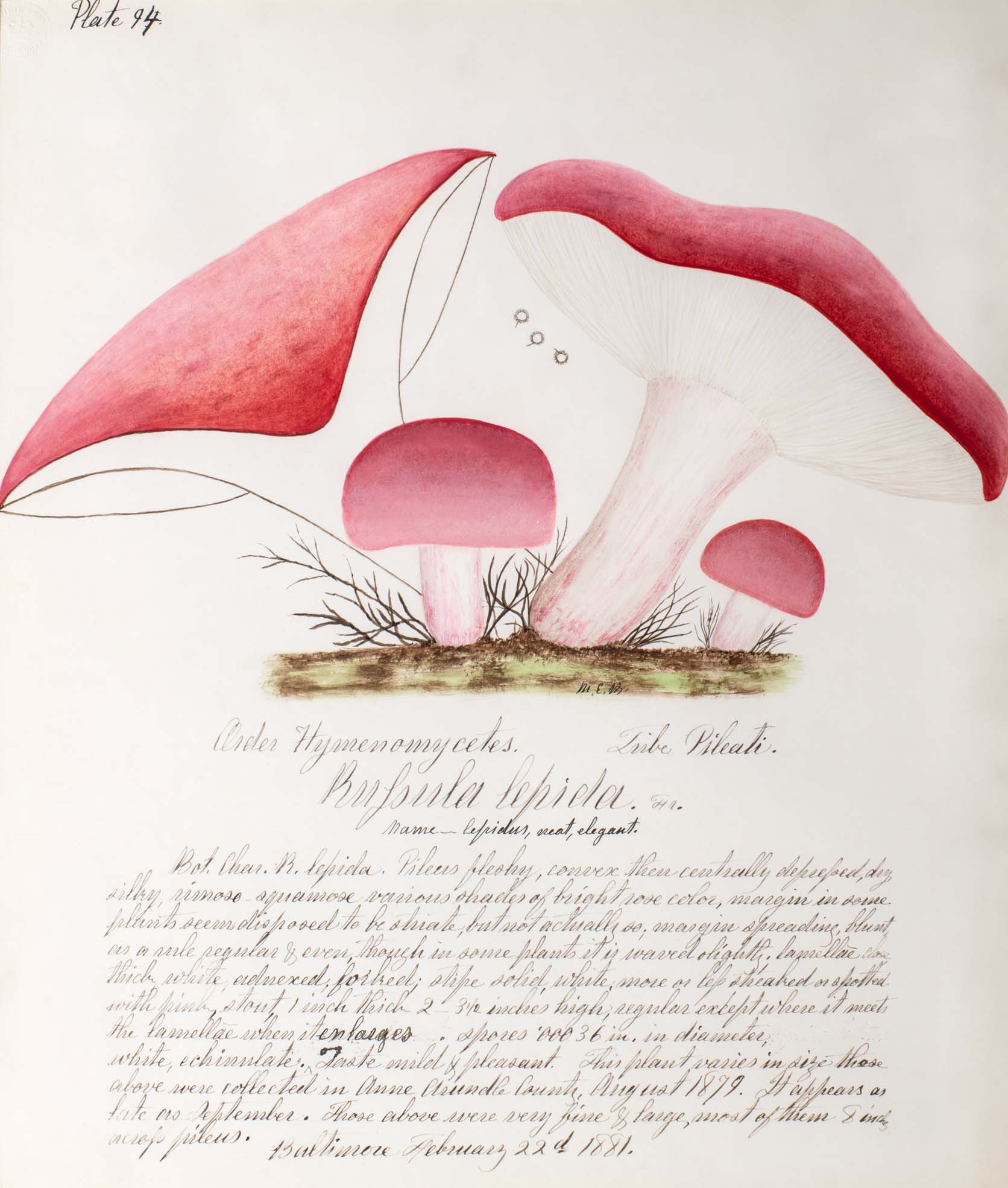 Water color illustration of four mushrooms with white stems and soft plum-colored caps in various stages of growth