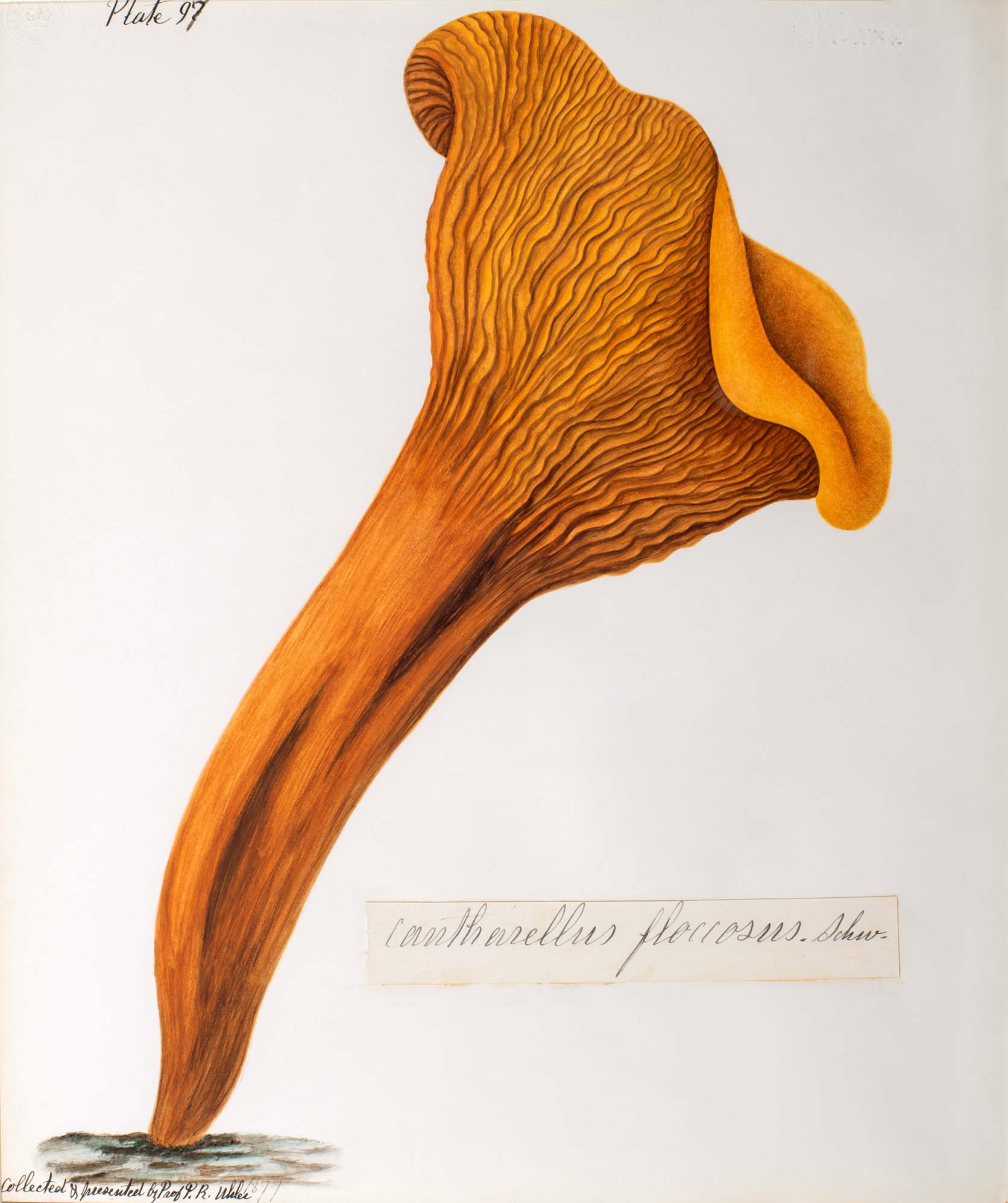Water color illustration of a burnt yellow floral-shaped mushroom. The stem is smooth until it reaches the top of the "blossom" where it is ridged in ruffles and waves. 