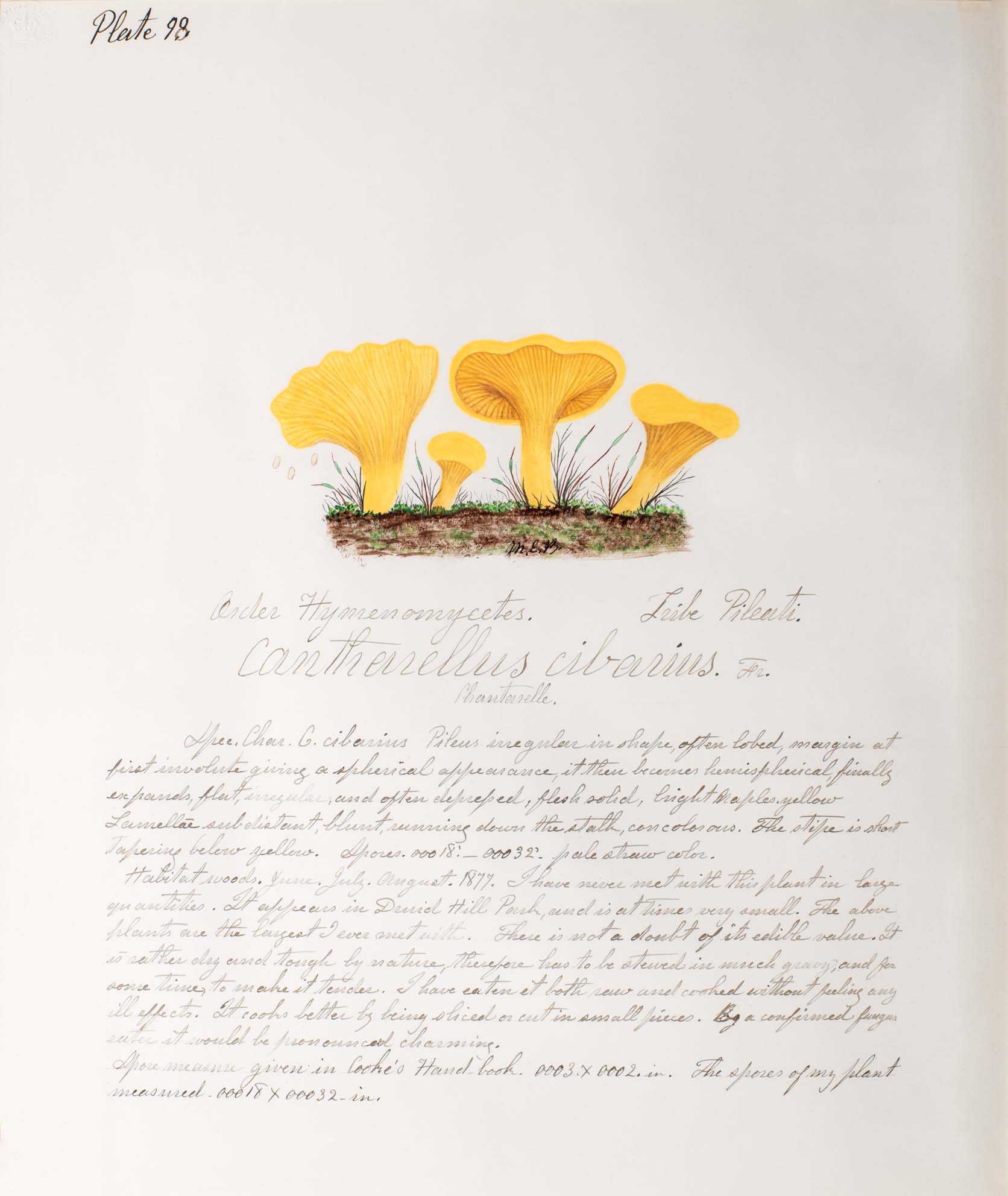 Water color illustration of four deep yellow mushrooms with assymmetical caps in various stages of growth