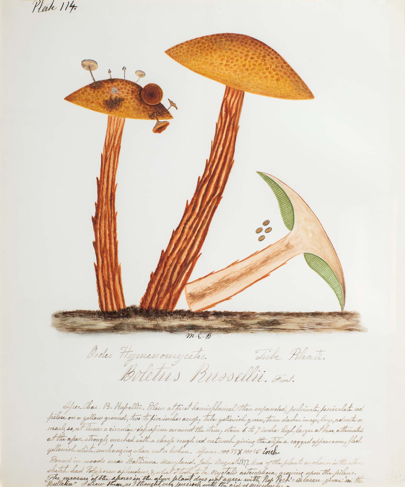 Water color illustration of three tall, yellow/brown mushrooms. The stems have vertical brown striping. The caps are dark yellow with brown spots. One has smaller mushrooms growing on the cap. One is bisected with 4 seeds and a white interior.