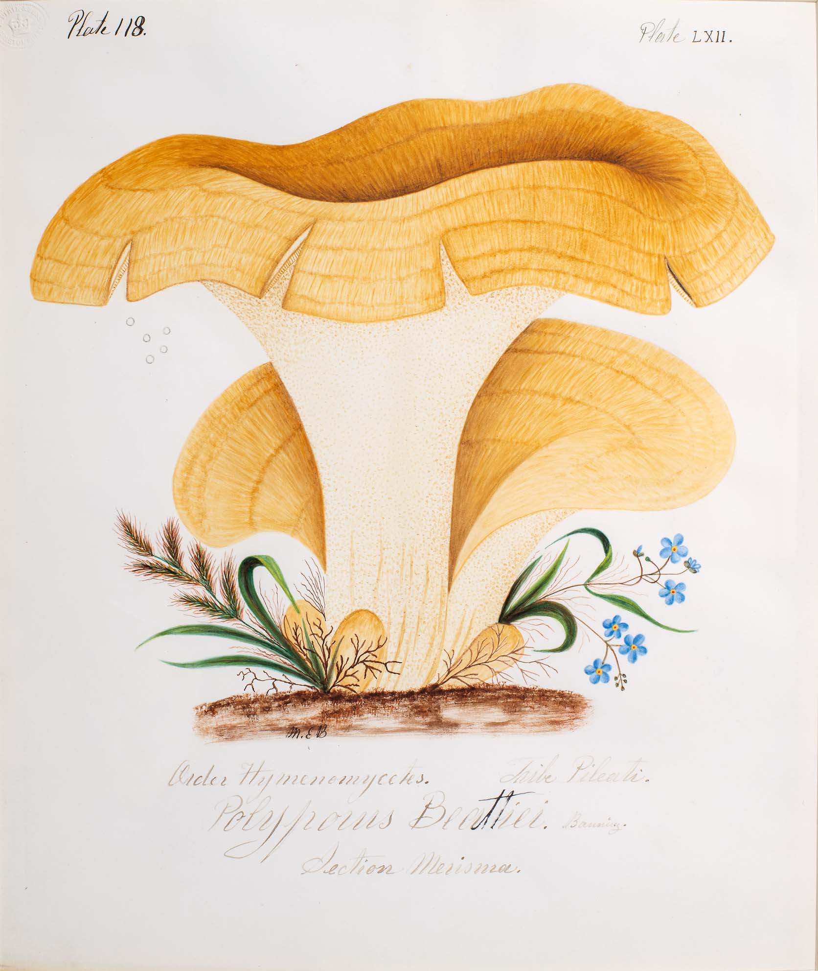 Water color illustration of two large floral-shaped mushrooms with cream colored-stems and deep yellowish-brown open caps with brown striations throughout. Small grasses and blue flowers decorate its base.