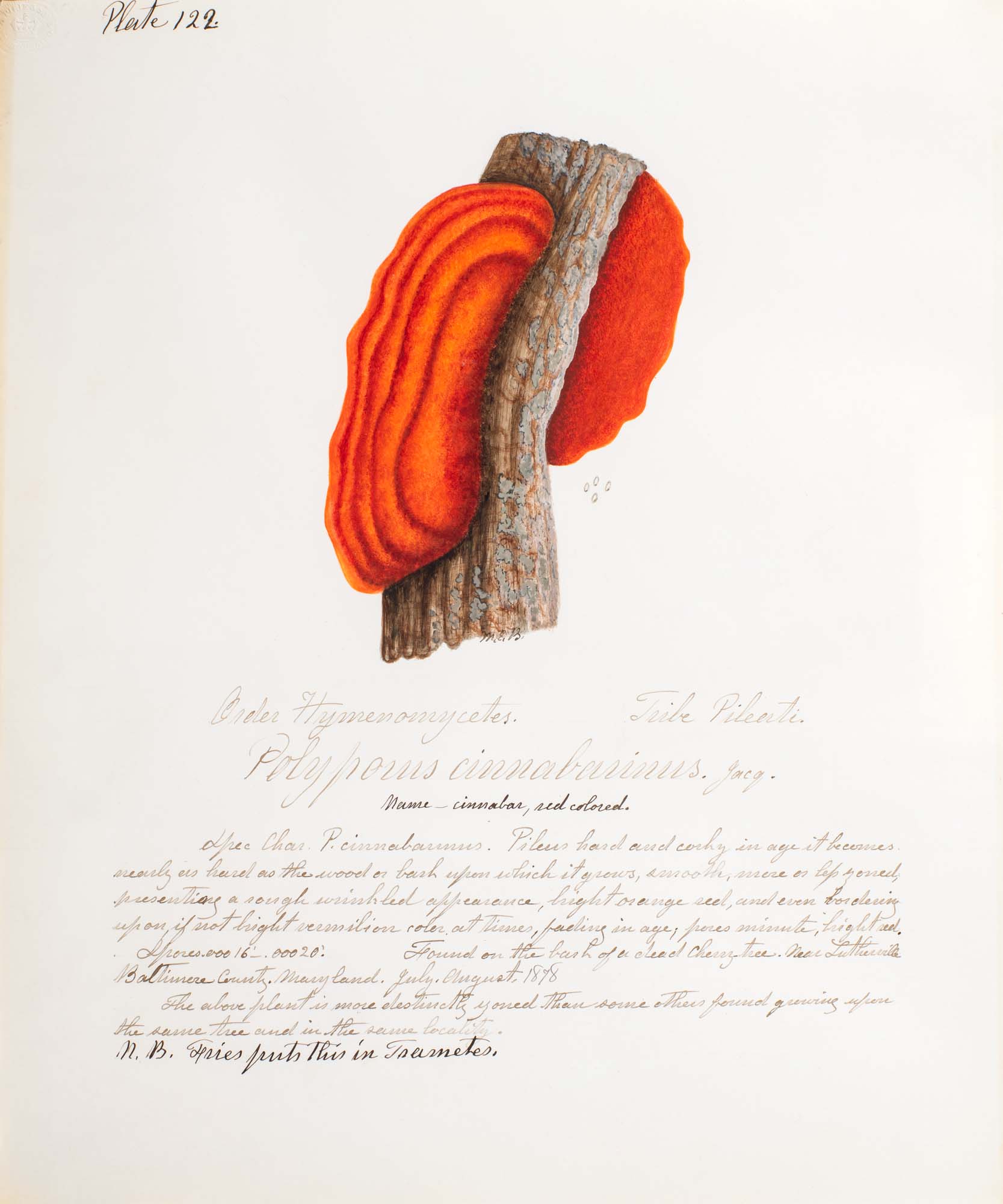 Water color illustration of a bright orange/red clam-shaped mushroom clinging to a tree branch. The mushroom has dark red striations throughout.