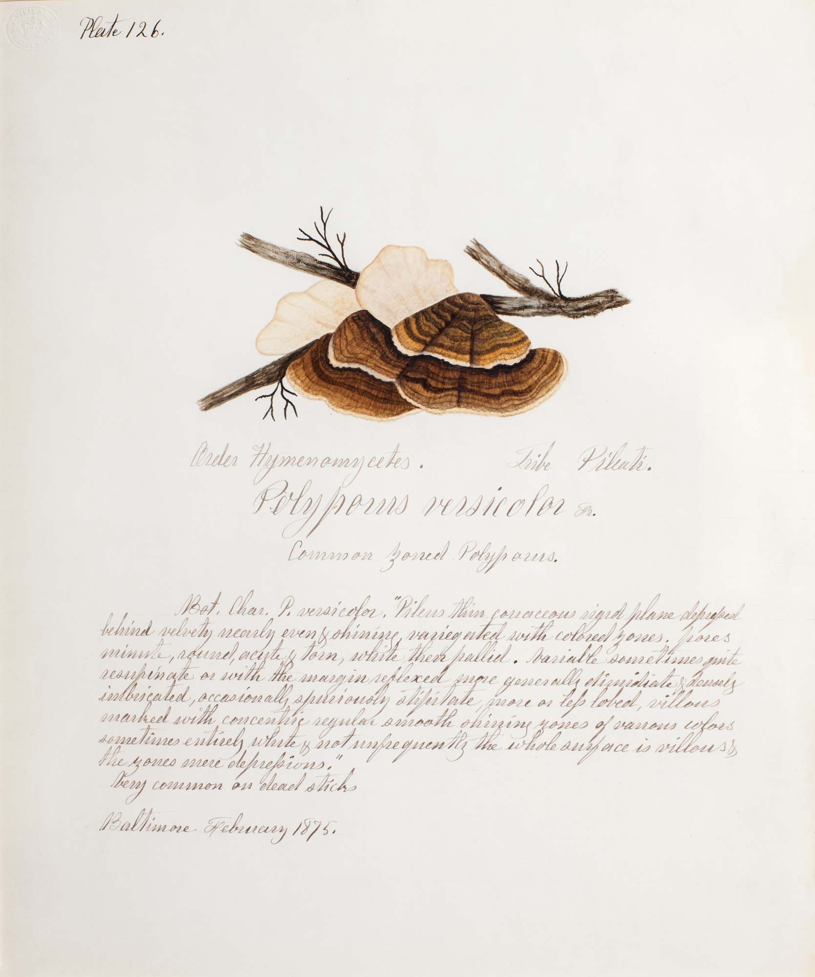 Water color illustration of a cluster of mushrooms clinging to a thin branch. Their caps are brown and resemble oyster shells, they also have a creamy white underside. The stems are not visible.