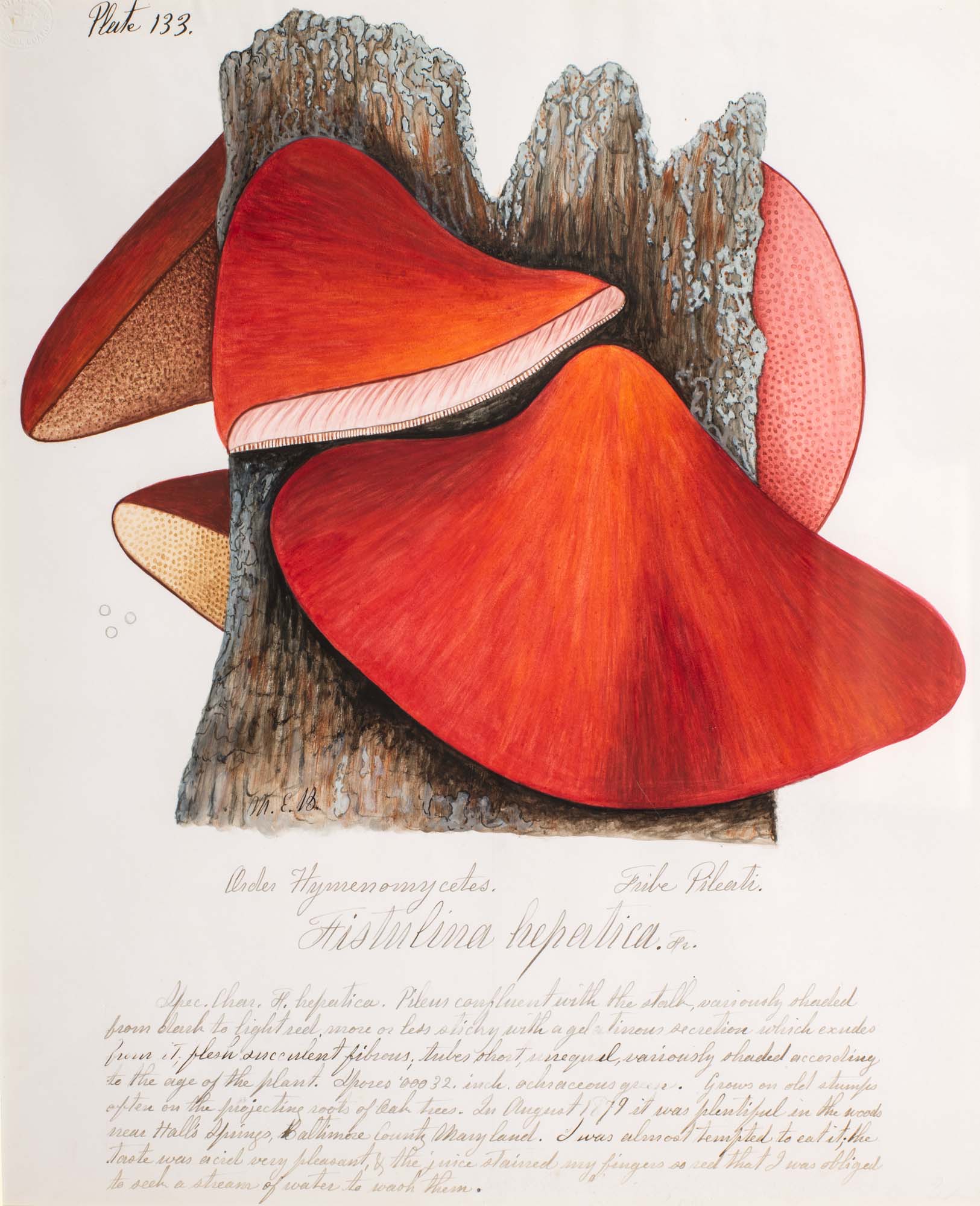 water color illustration of a group of red mushrooms clinging to wood bark