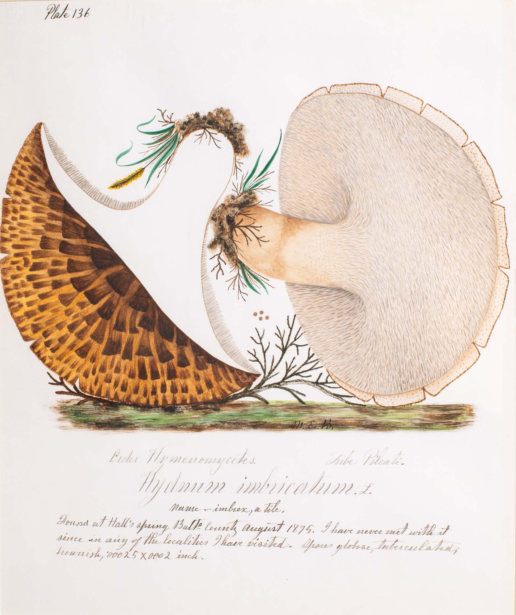Water color illustration of two  mushrooms. The underside of the cap and stem are a beige color, and a bisection shows the stems white interior and a dark brown cap