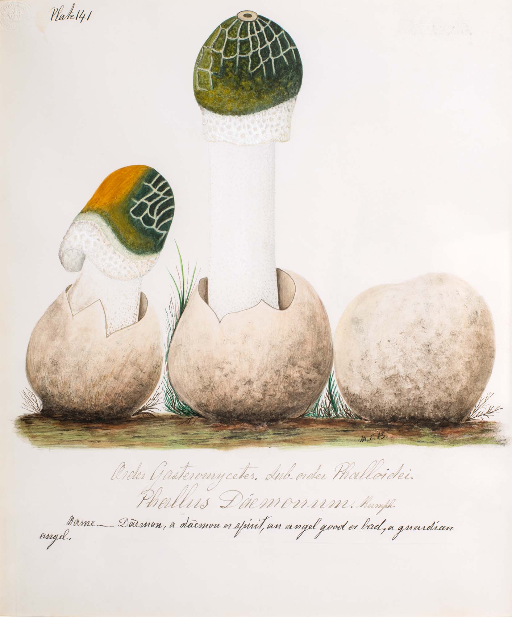 Water color illustration of three mushrooms in various stages of growth; two are sprouting from a brown/cream bulbous base, the stems are white and the small caps are greenish/yellow with a webbing pattern at the top, and white fringe at the bottom.
