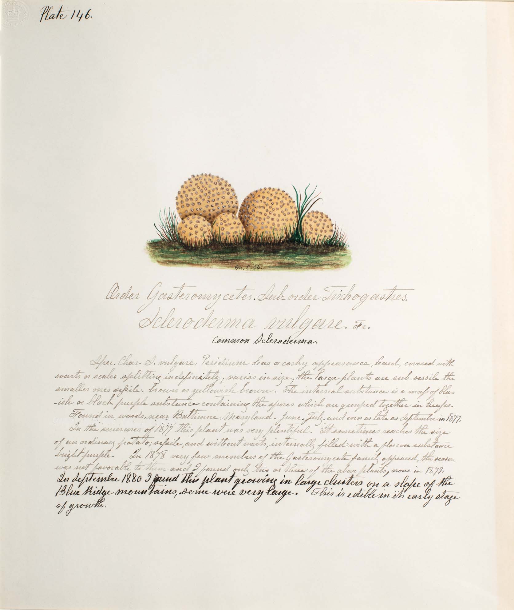 Water color illustration of a cluster of 5 circular-shaped mushrooms with cream-colored caps covered in brownish bumps/spots. The stems are not visible, making the mushrooms look like a group of pebbles. 