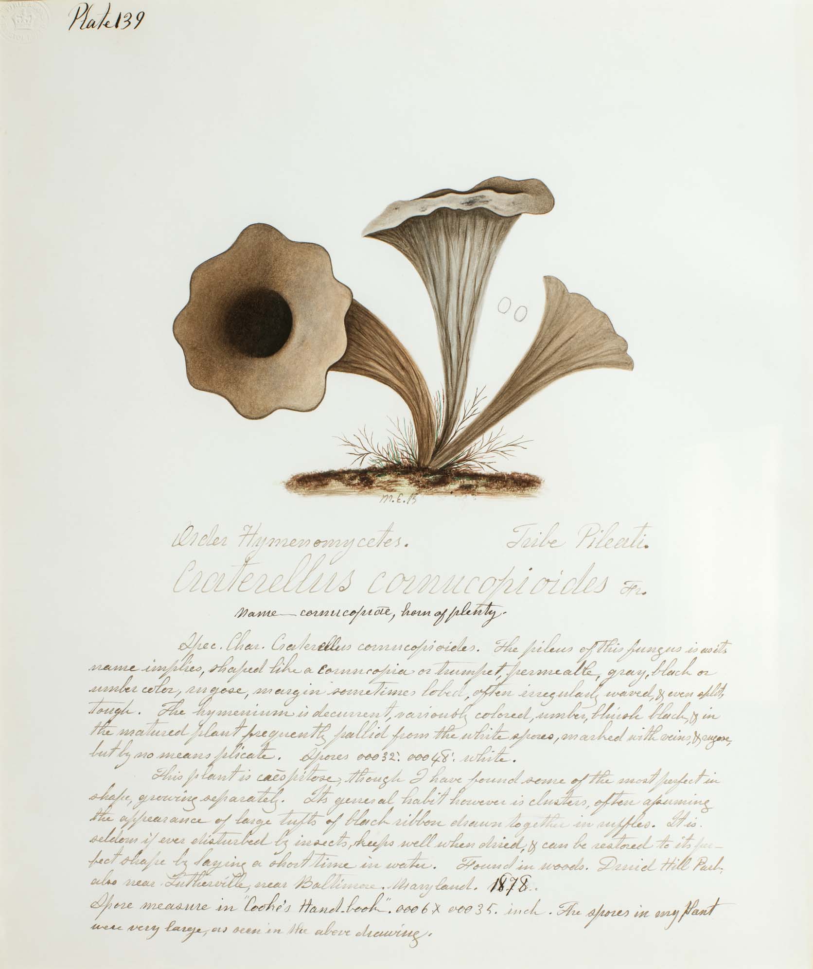 Water color illustration of a cluster of three brown/tan mushrooms with a floral-shaped stem/cap.