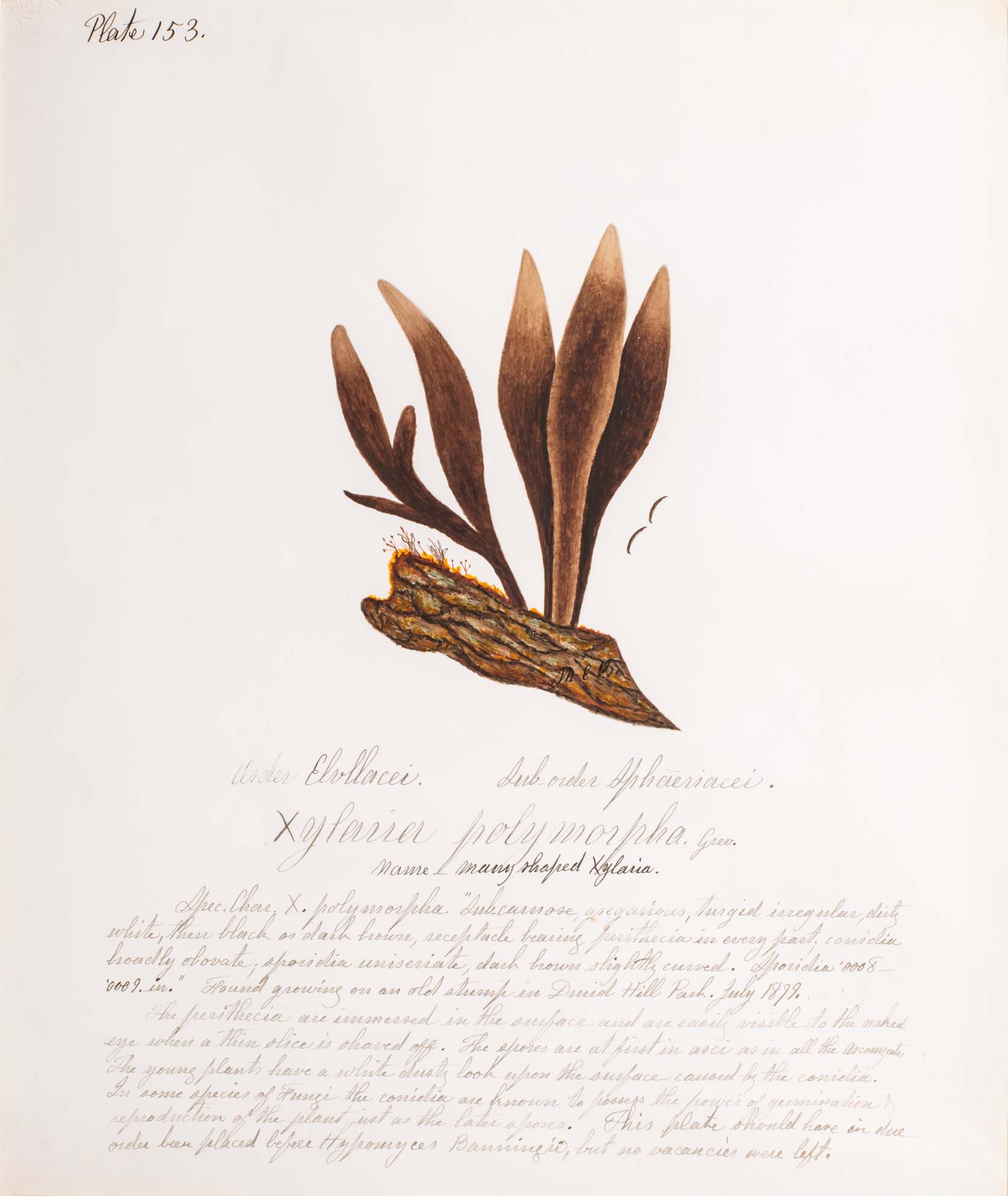 Water color illustration of long, slender deep brown mushrooms without caps attached to tree bark. The mushrooms end with a lighter brown point at the top. 