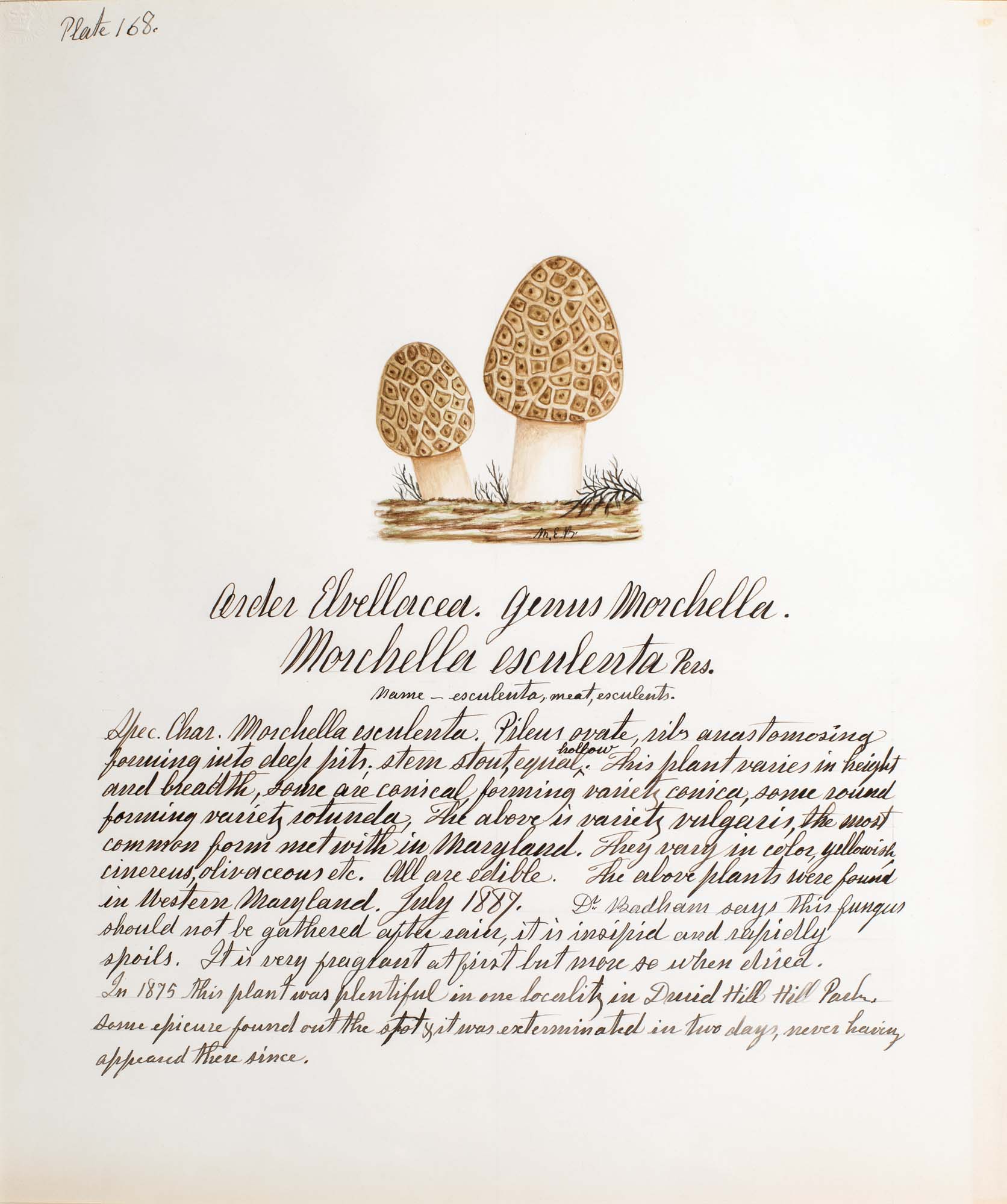 Water color illustration of two small mushrooms with thick cream-colored stems and a tortoise-shell-like brown/white pattern on the bulbous caps.