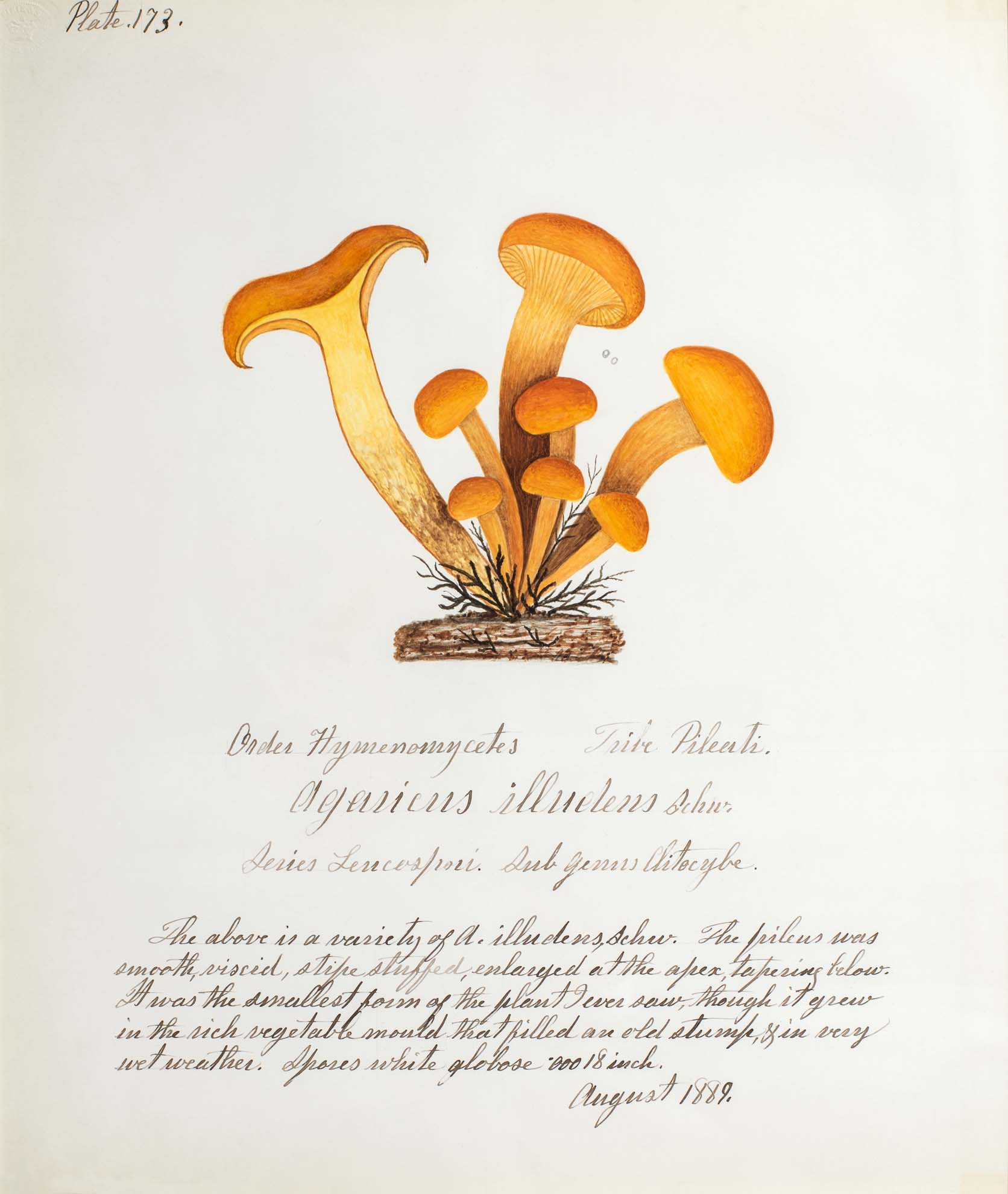 Water color illustration showing a cluster of 8 brown/orange-colored mushrooms with small round orange/brown caps in various stages of growth