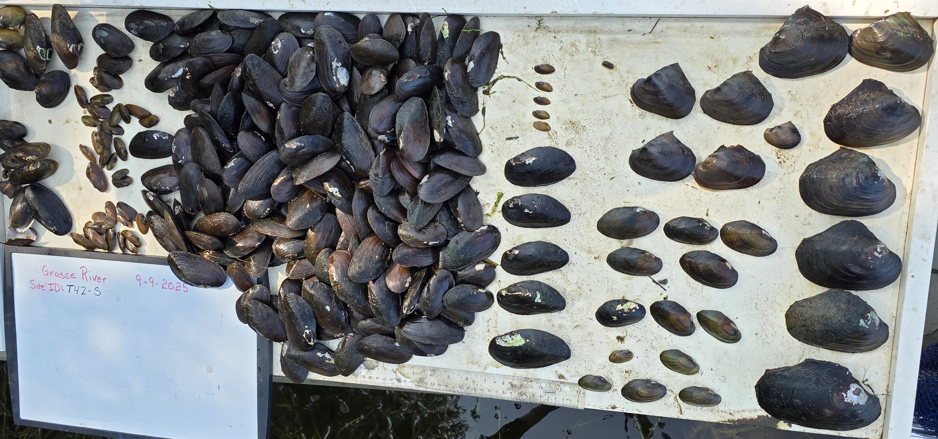 Grasse River mussel monitoring