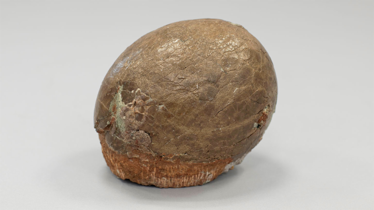 New York State Museum's Hadrosaur dinosaur egg