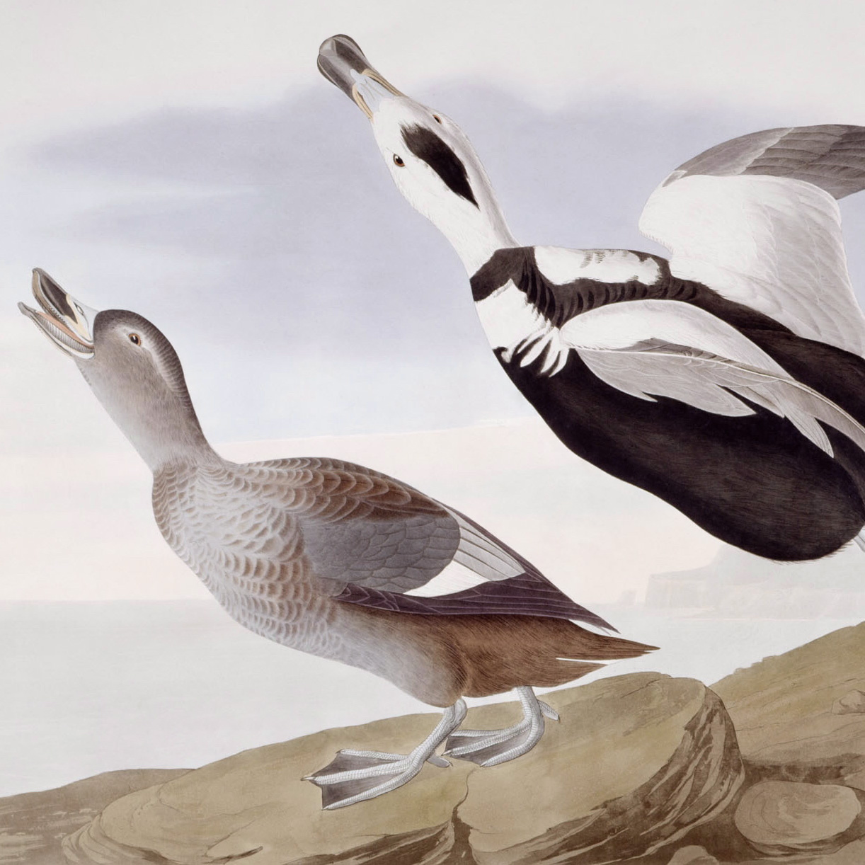 Labrador Ducks