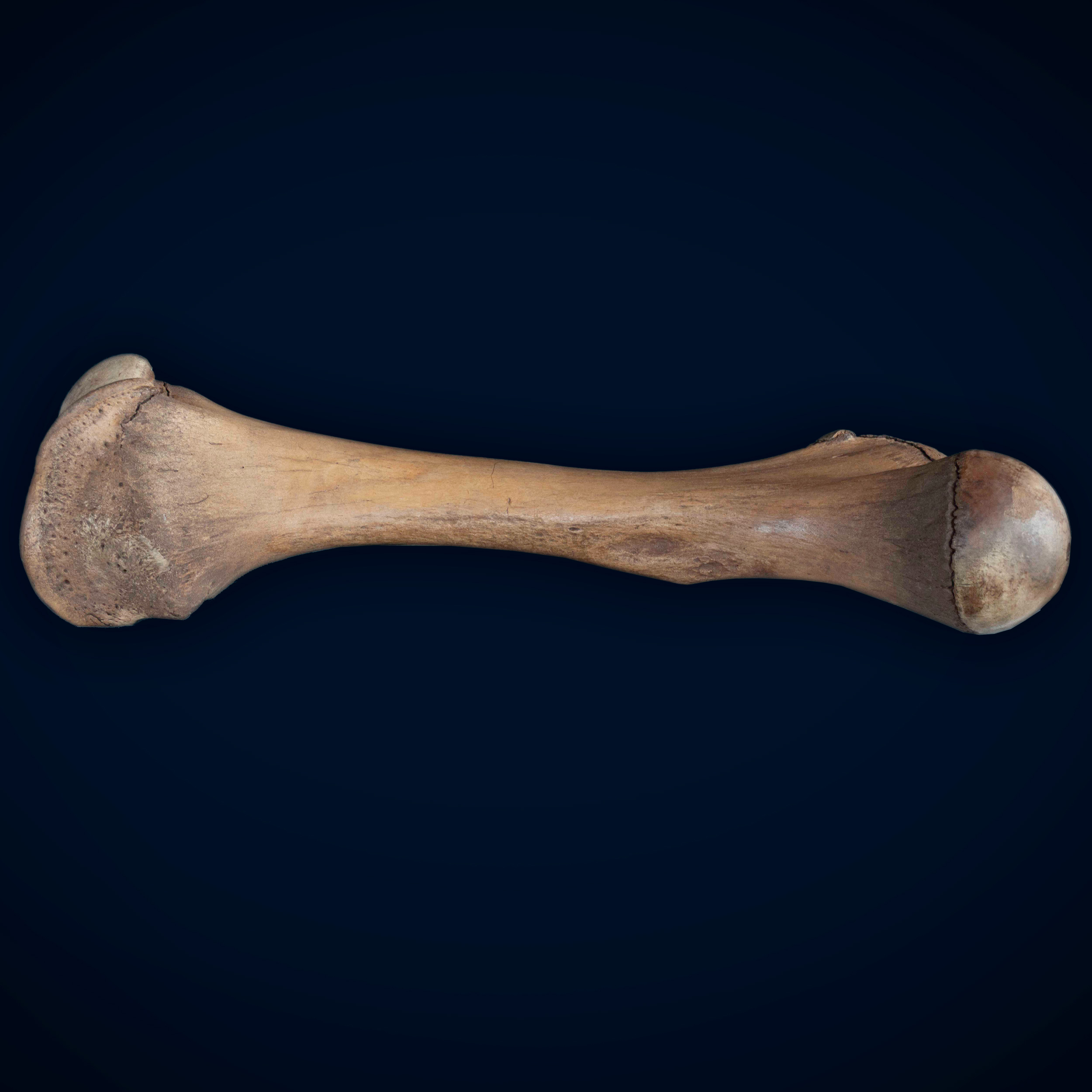 Temple Hill Mastodon Femur