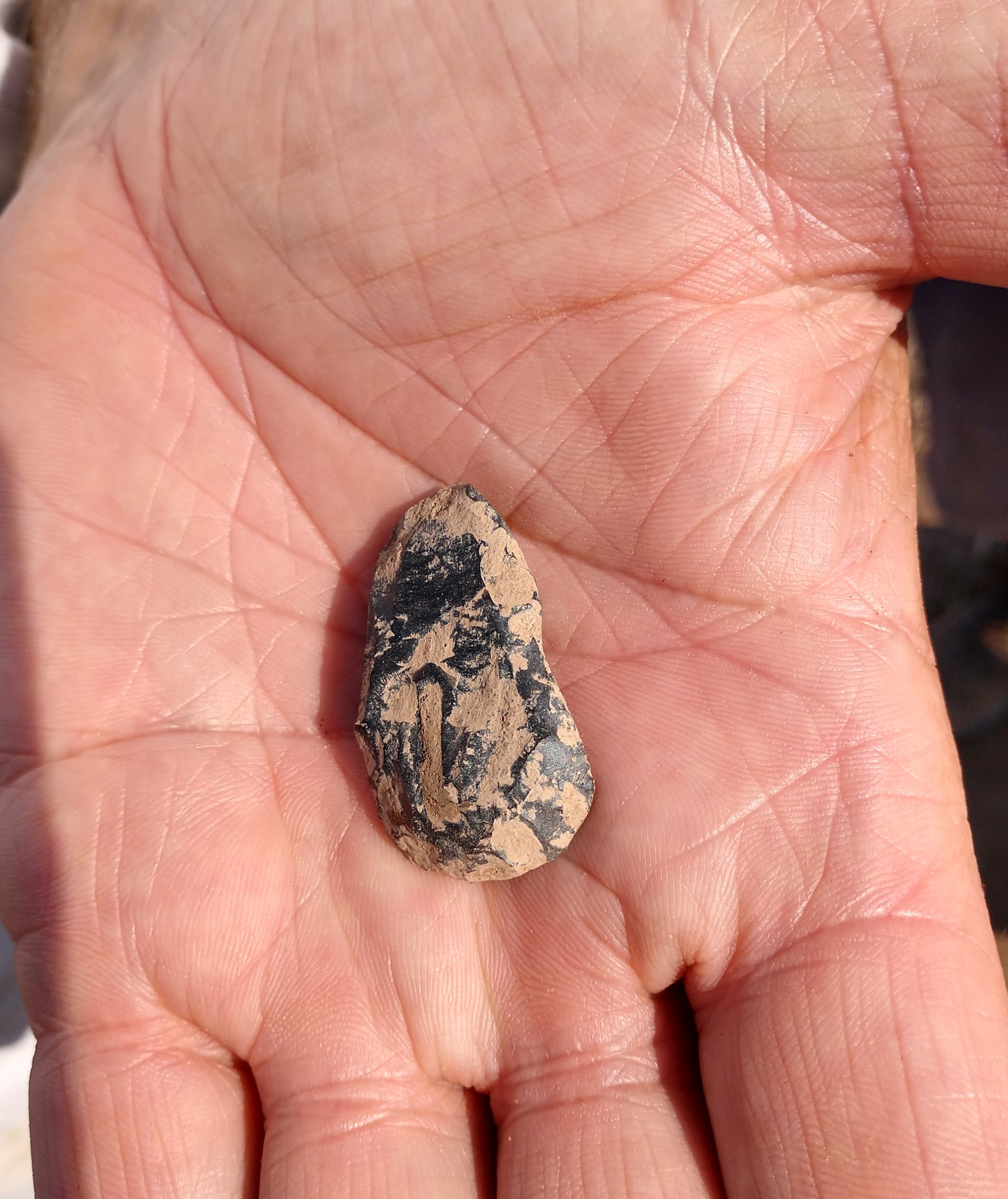 Endscraper recovered from OPS site, September 19, 2018