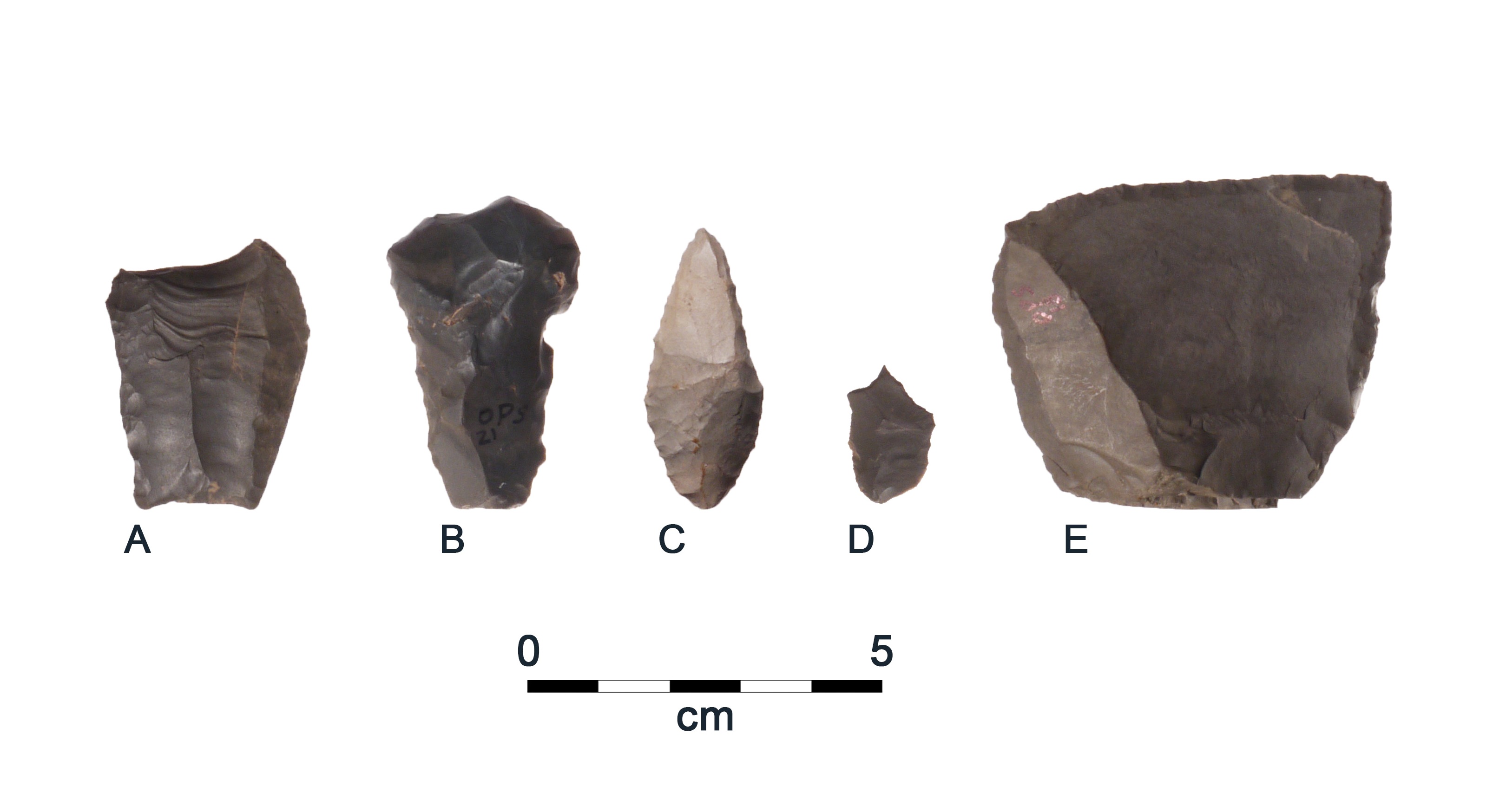 Examples of Paleoindian artifacts from the OPS site. A: fluted point with impact fracture; B: Endscraper, hafted tool likely used for hide working for skin clothing manufacture; C: Hafted perforator for working bone or wood; D: Graver, delicate hand-held