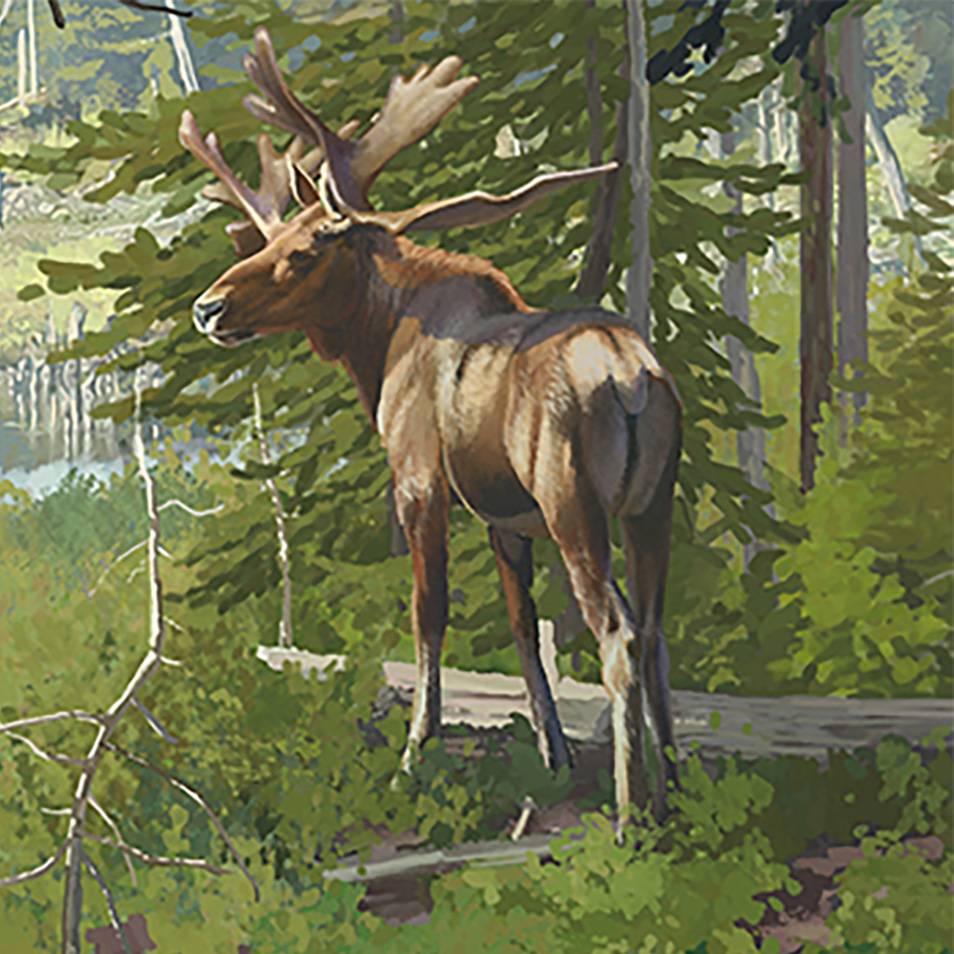 Stag-moose