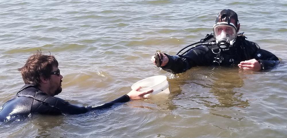 Divers Collecting Tagged Mussels