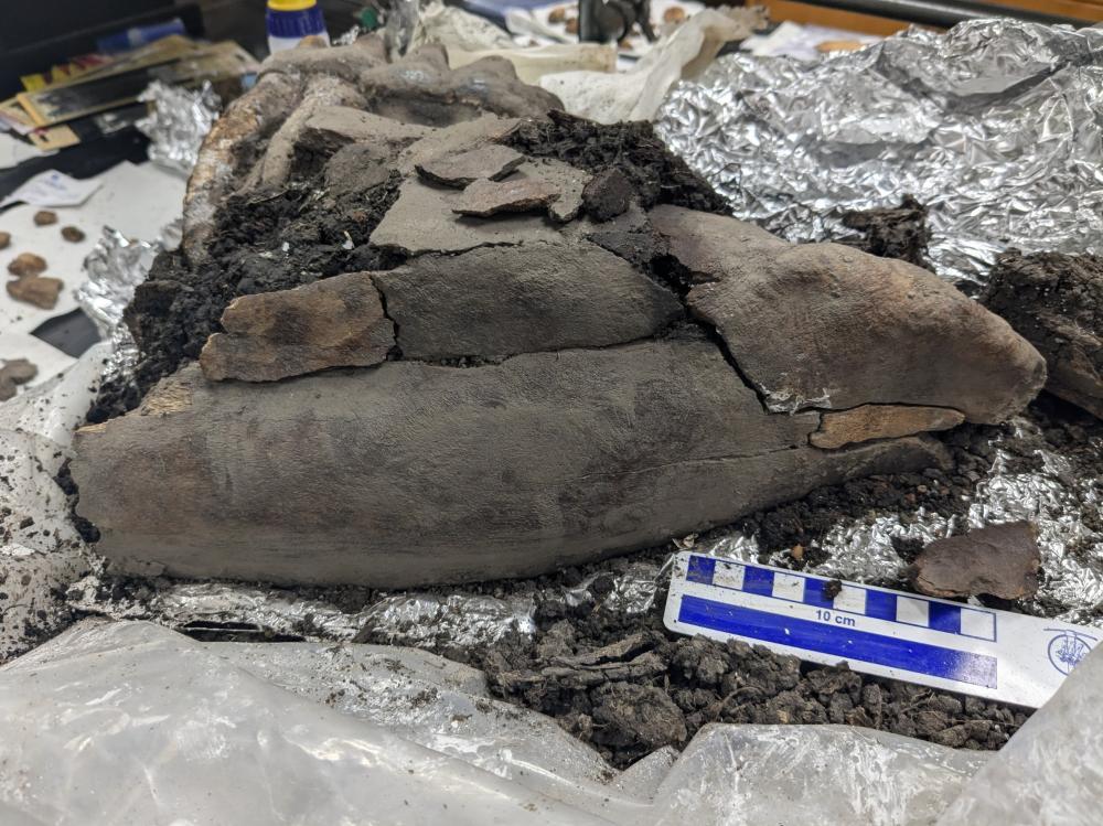 mastodontooth-jaw-in-lab1