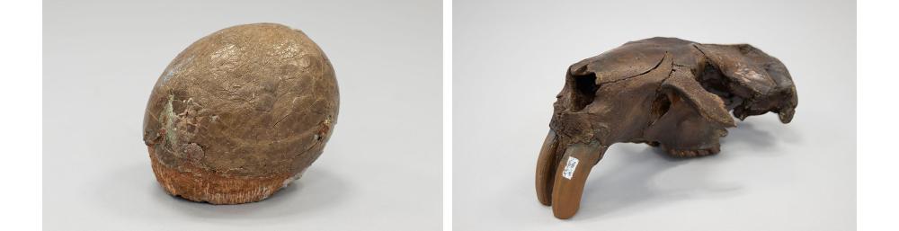 Large dinosaur egg and Large skull of Giant Beaver