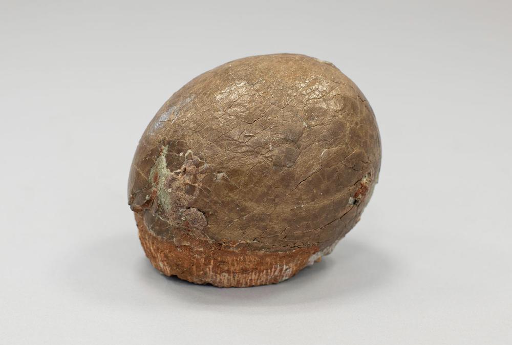 Large oval-shaped brown stone-like objects