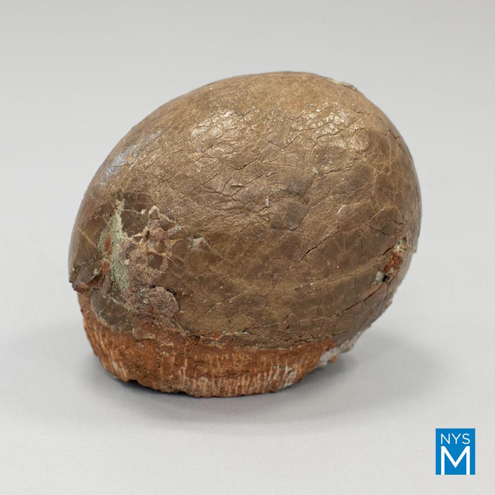 Dinoasur Egg