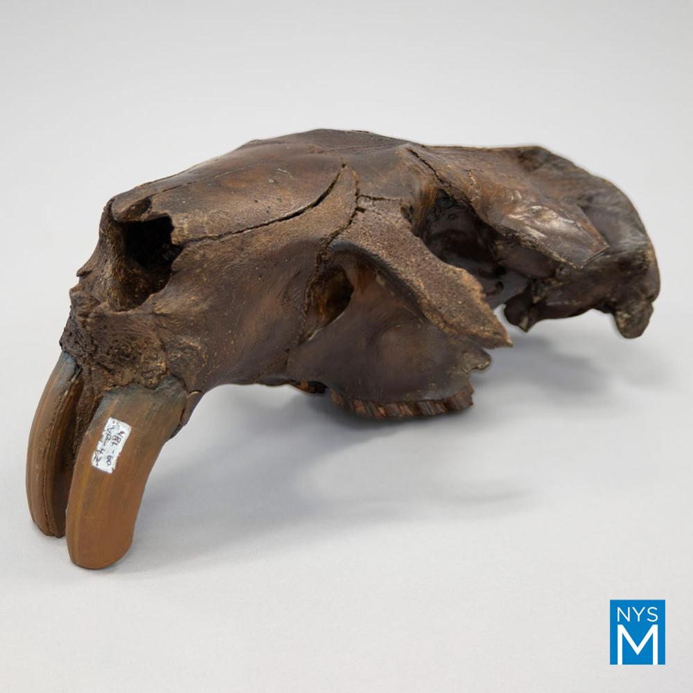 Giant Beaver Skull