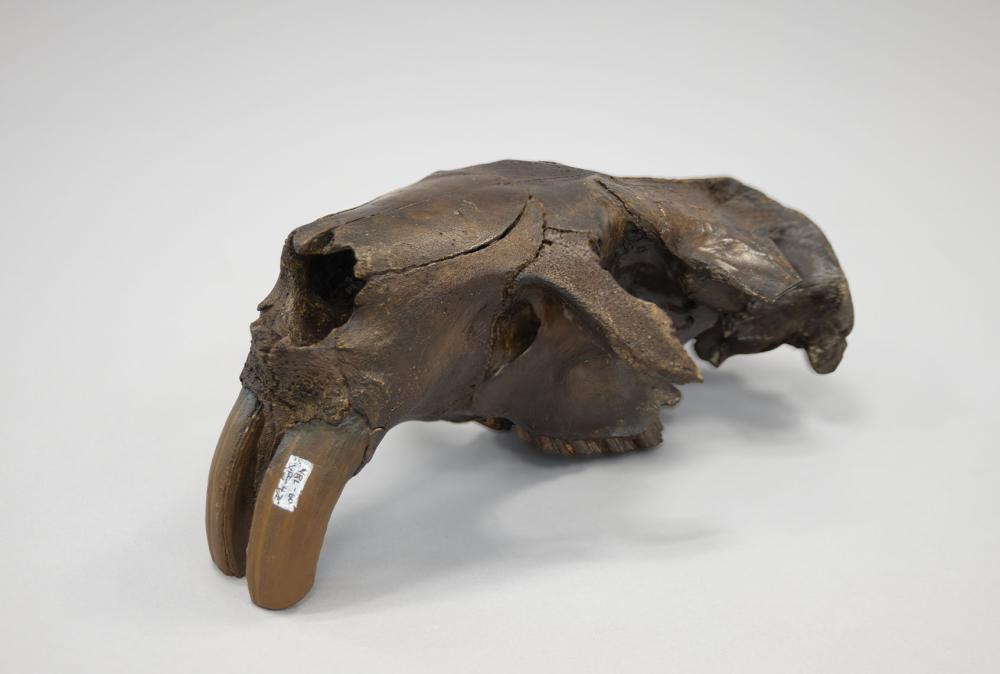 Giant Beaver Skull