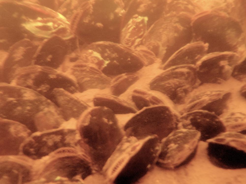 Polychlorinated Biphenyls (PCBs) in Mussels 