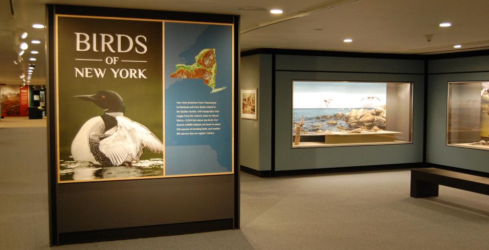Gallery View of Birds of New York