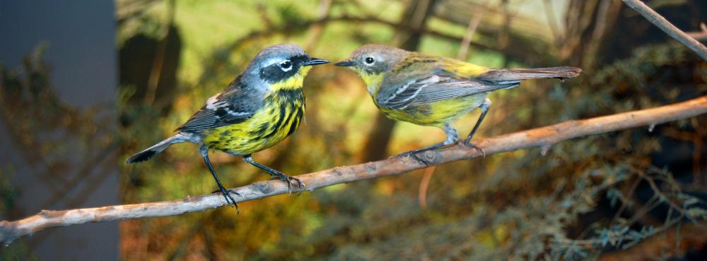 Male (left) and female (right) Magnolia Warbler (Setophaga magnolia)