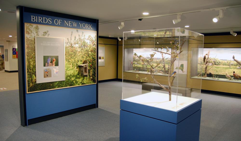 Gallery View of Birds of New York